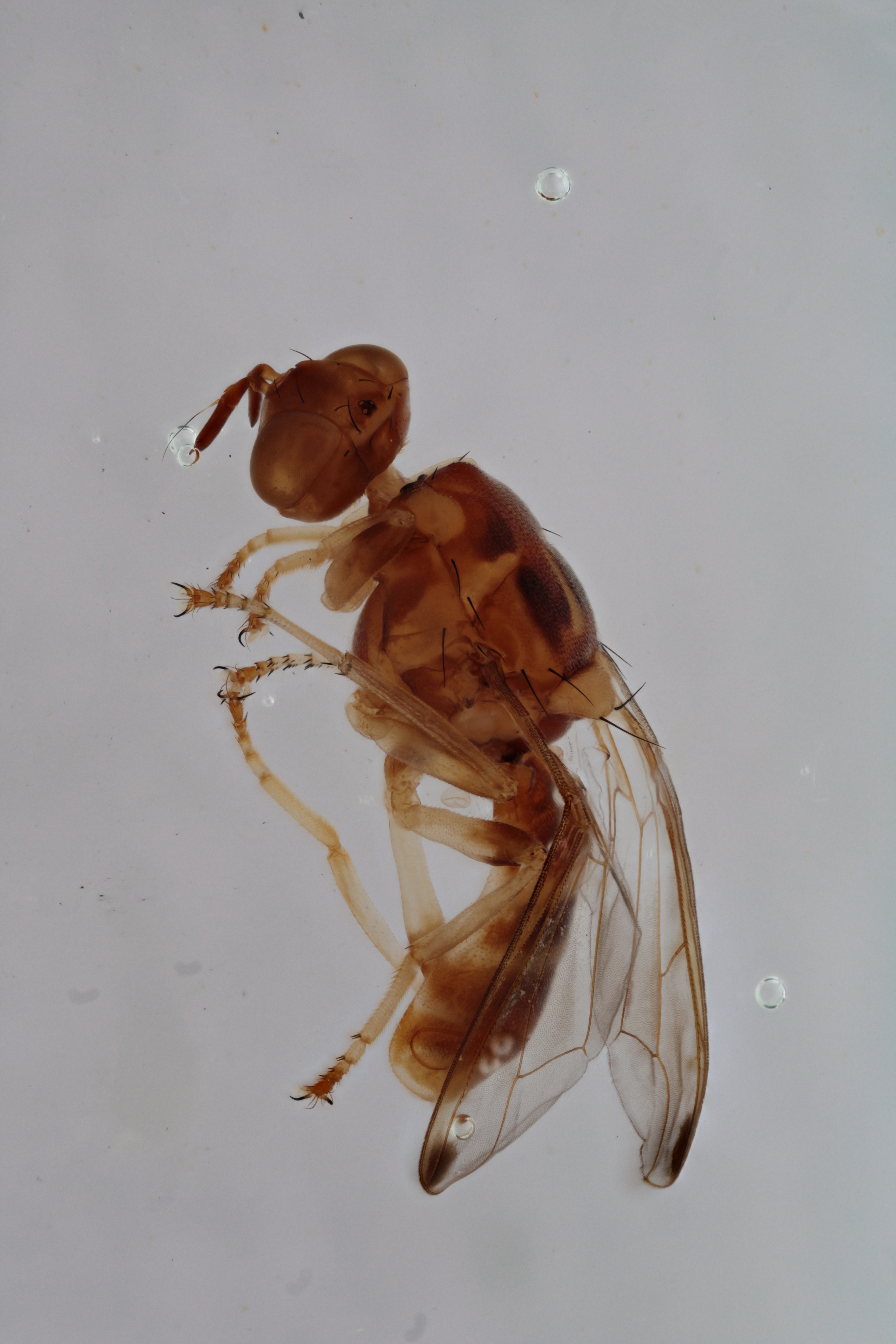 Image of a fruit fly