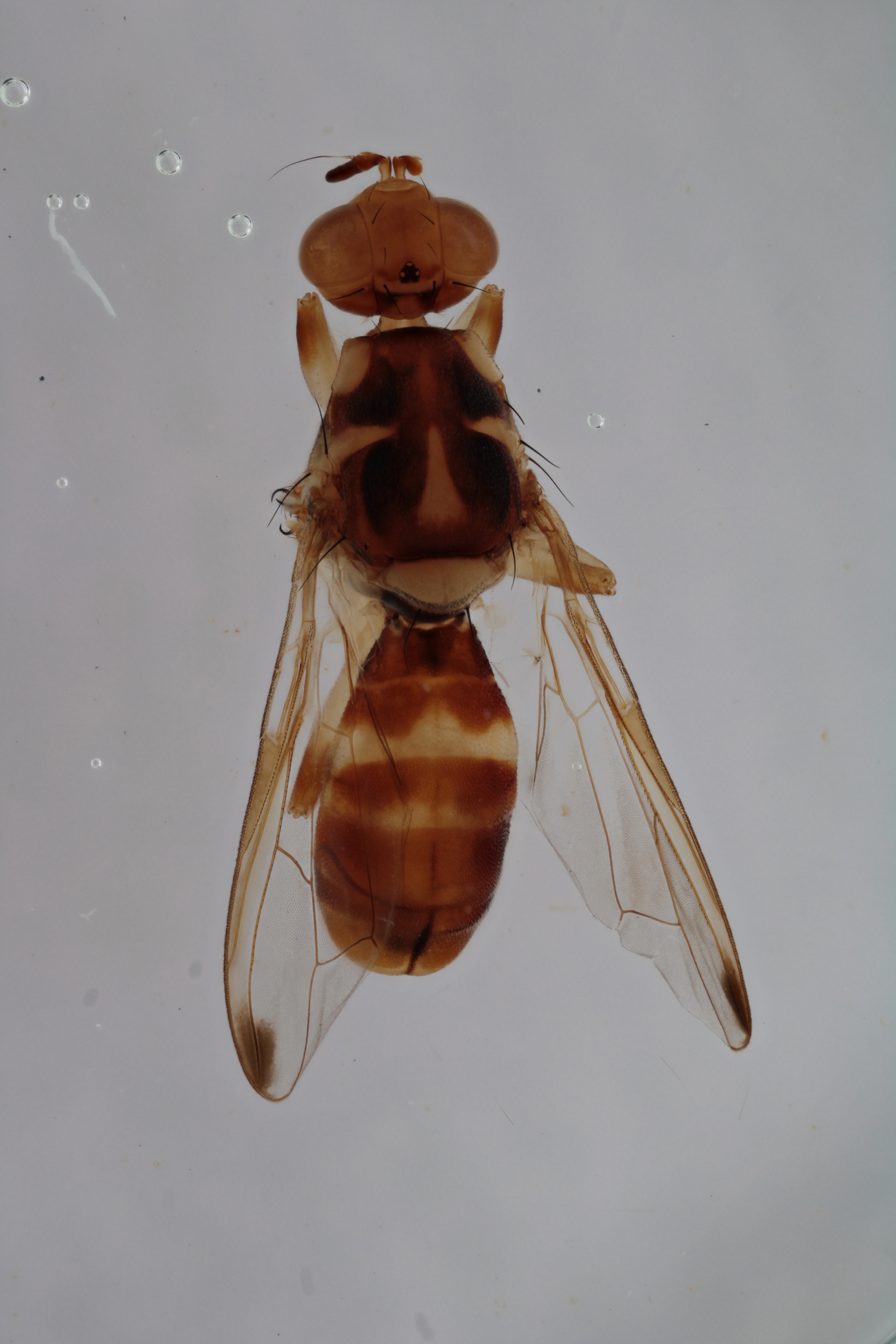 Image of a fruit fly