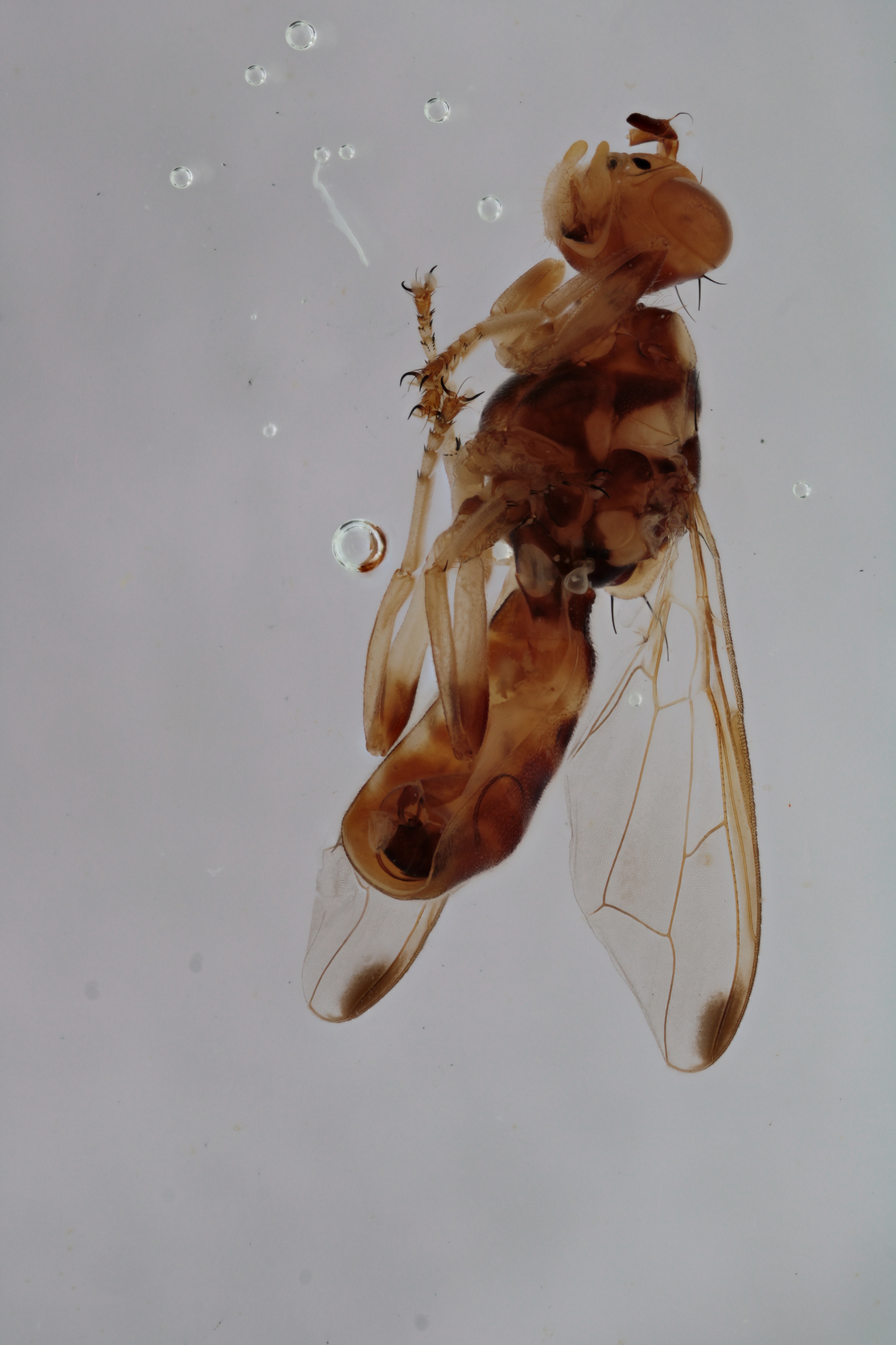 Image of a fruit fly