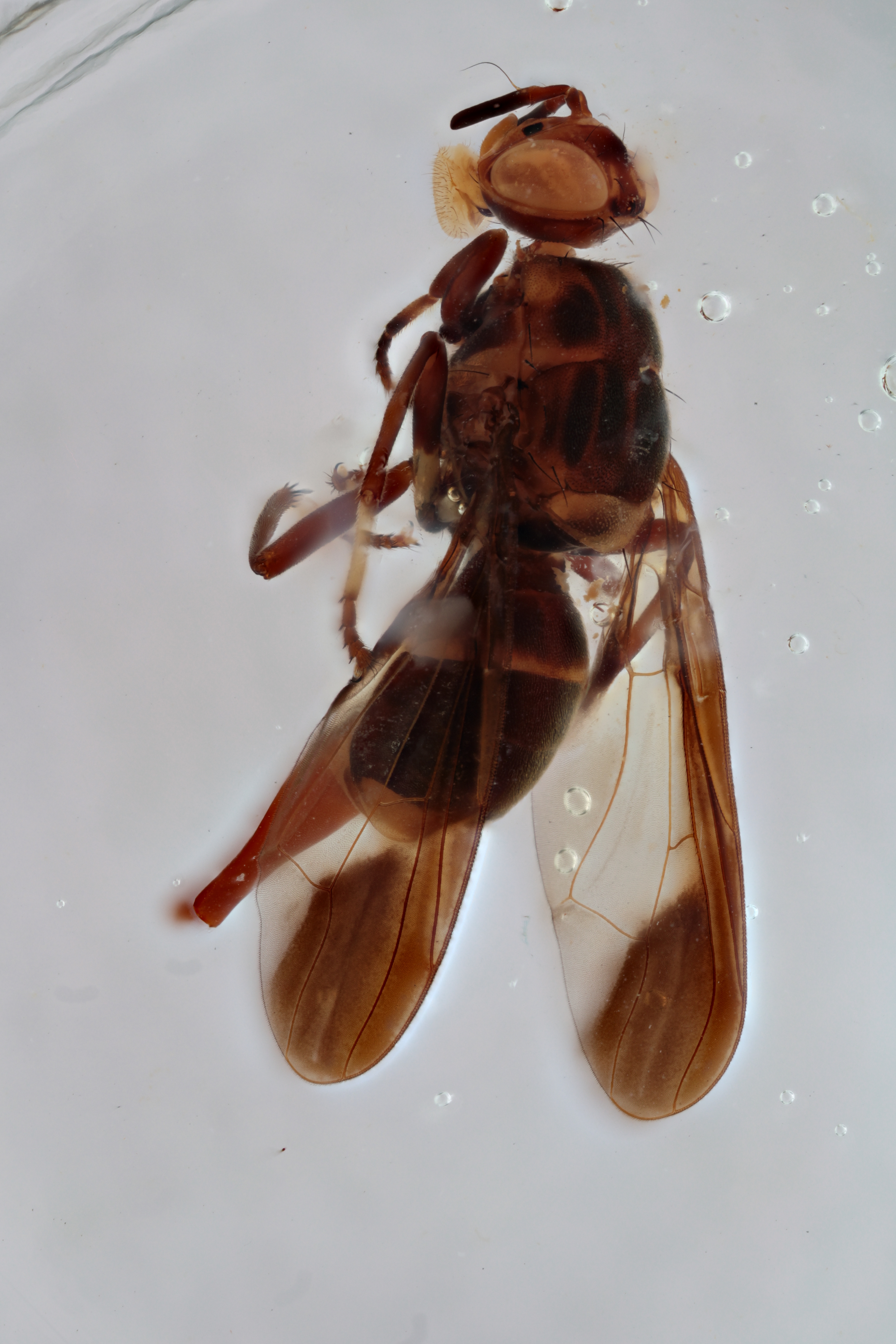 Image of a fruit fly