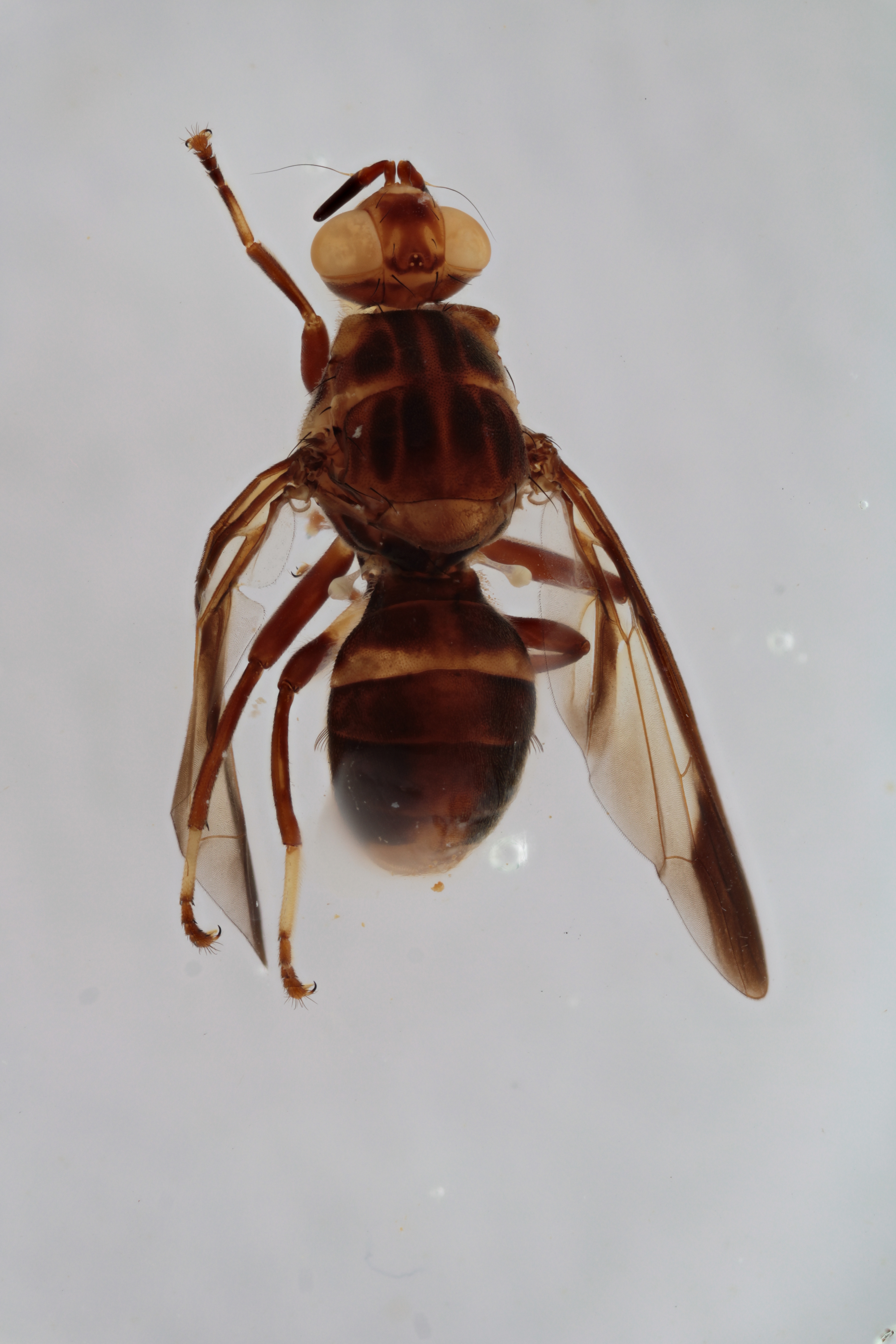 Image of a fruit fly