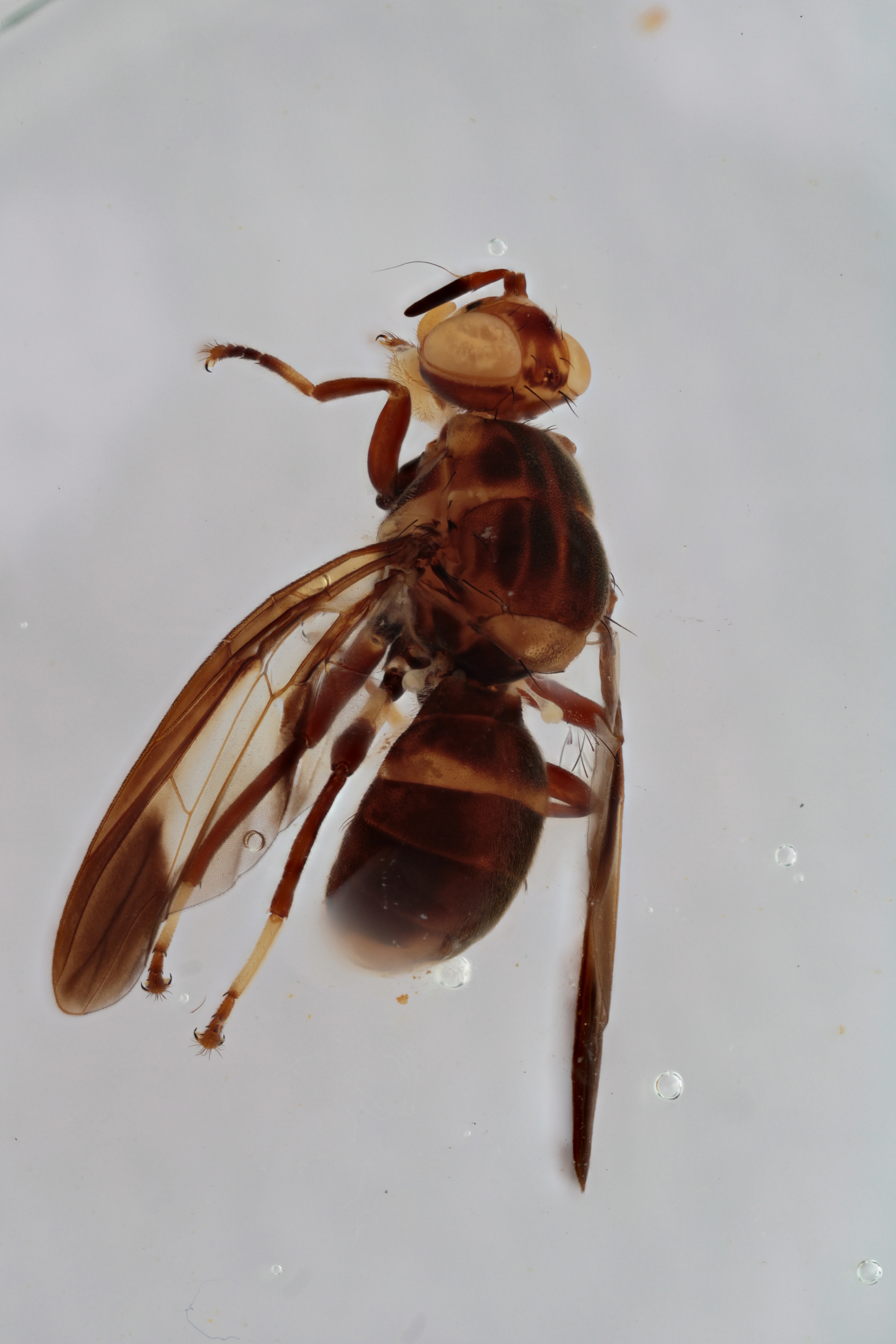 Image of a fruit fly