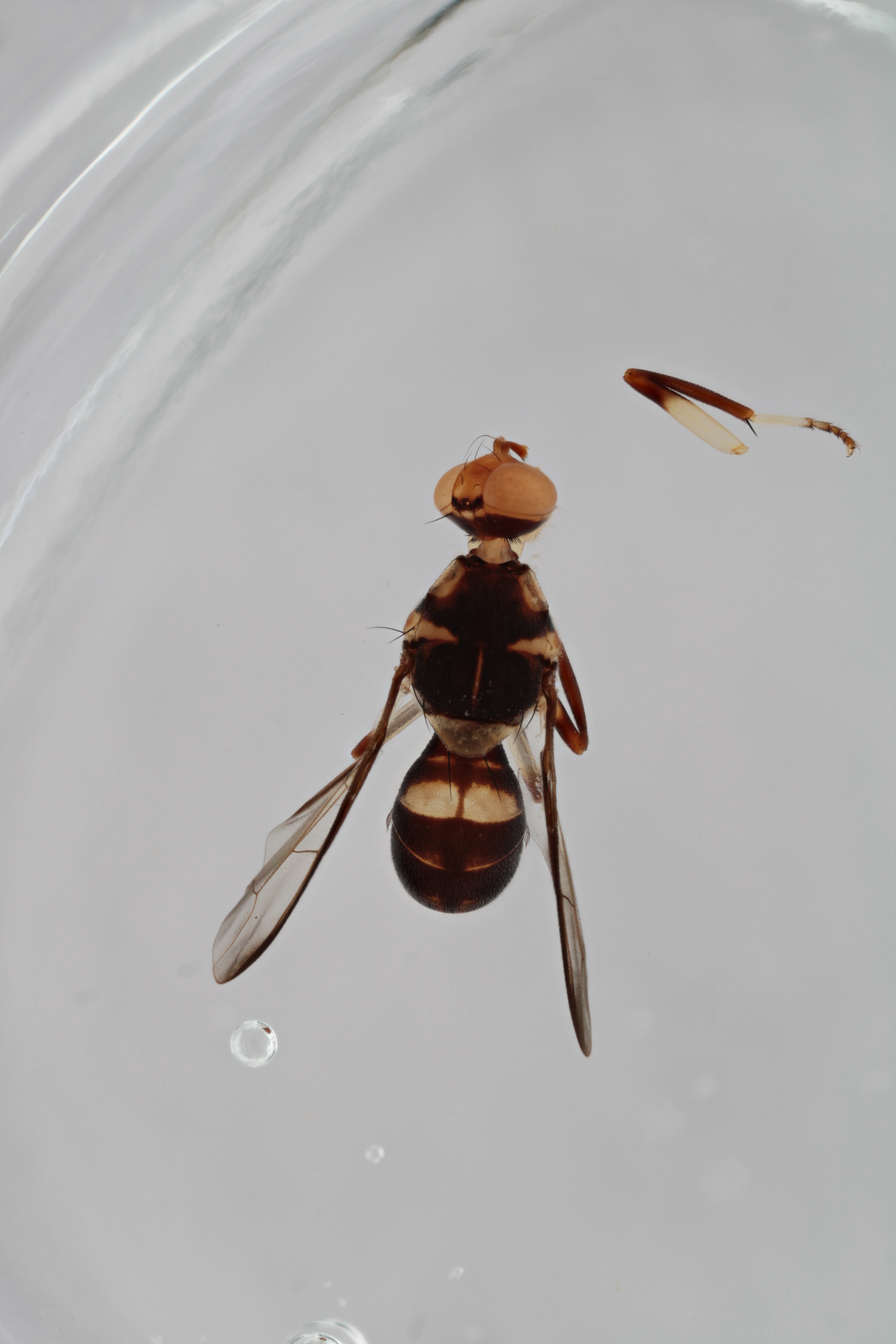 Image of a fruit fly