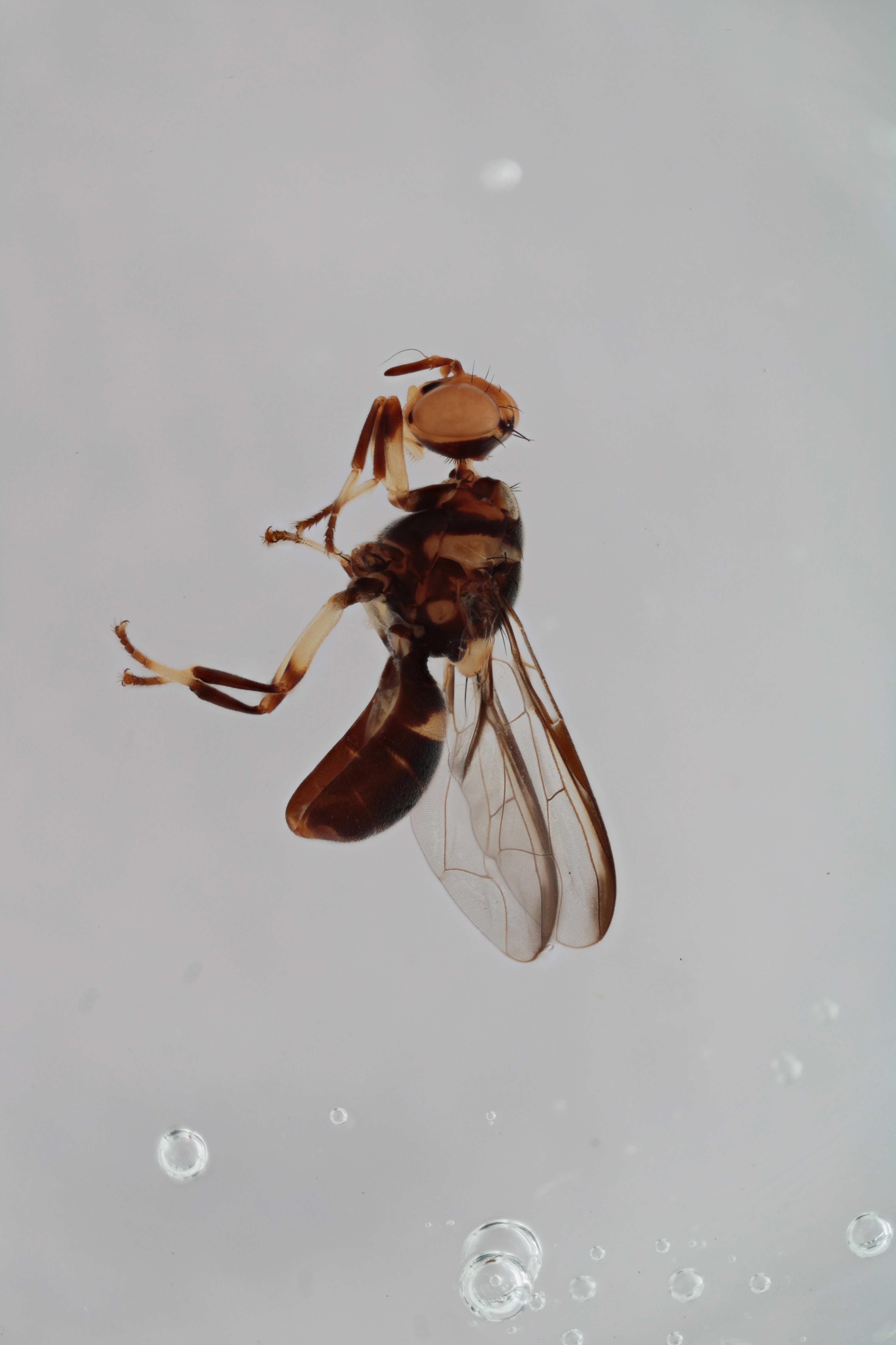 Image of a fruit fly