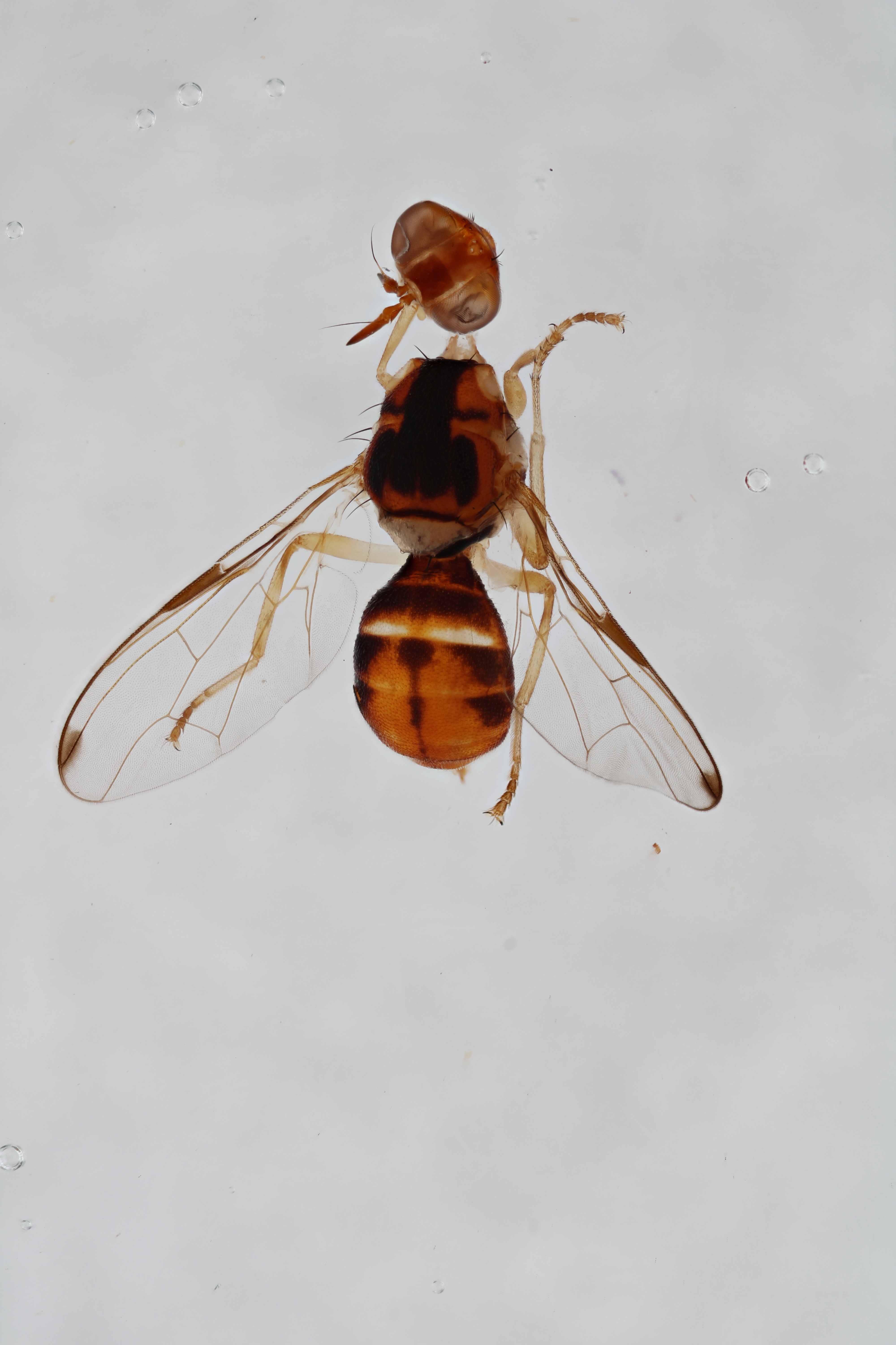 Image of a fruit fly