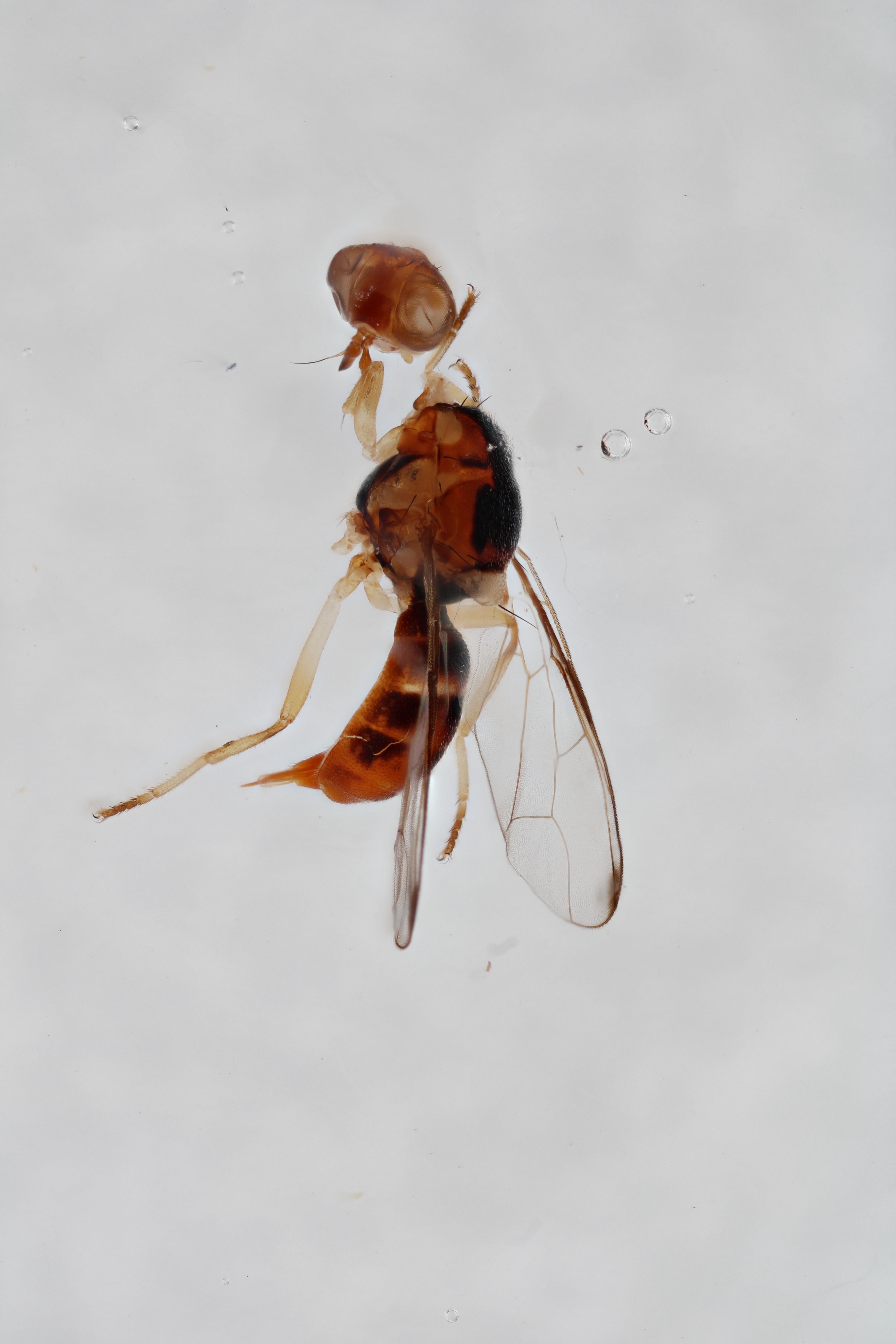 Image of a fruit fly