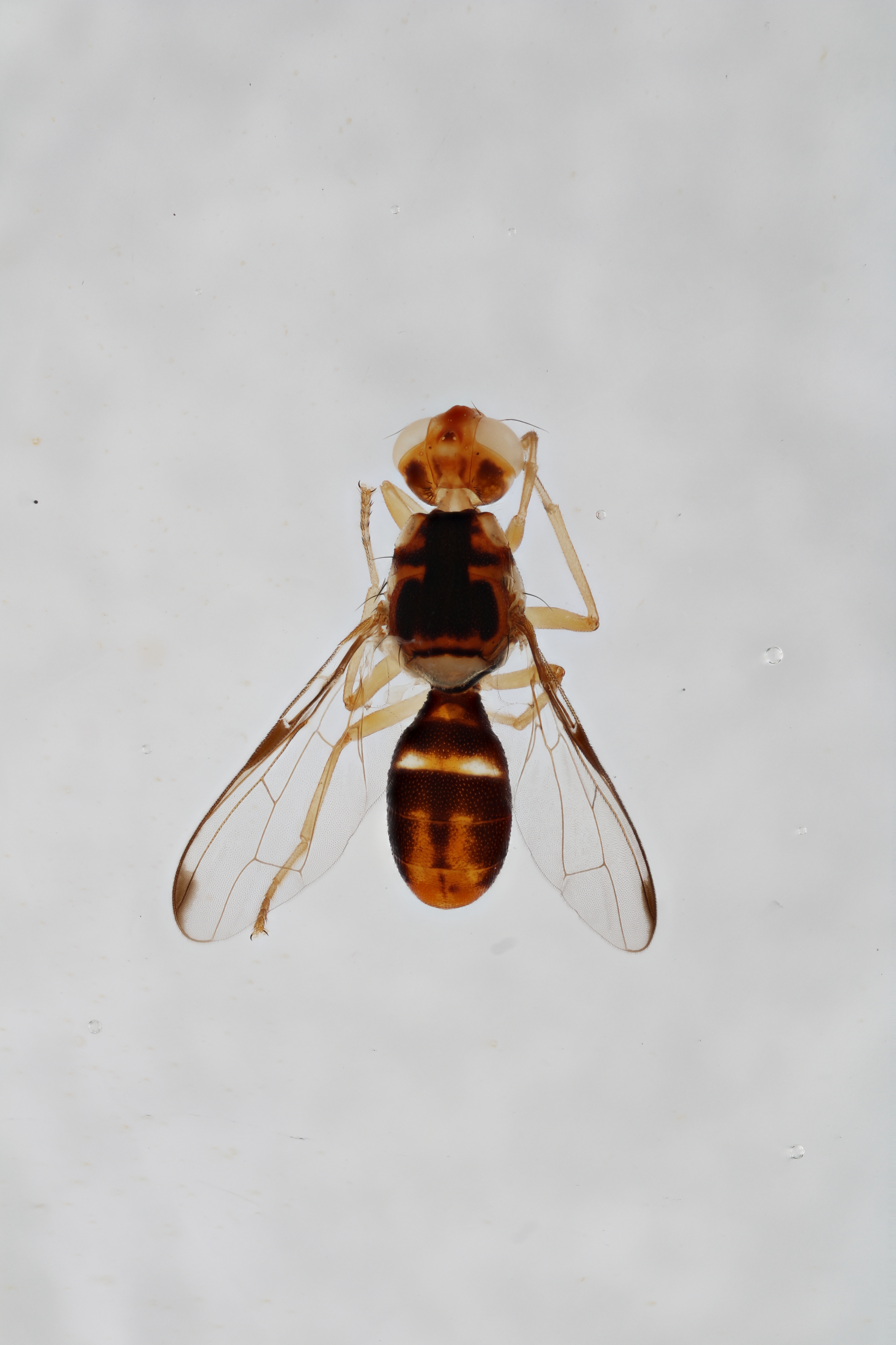 Image of a fruit fly