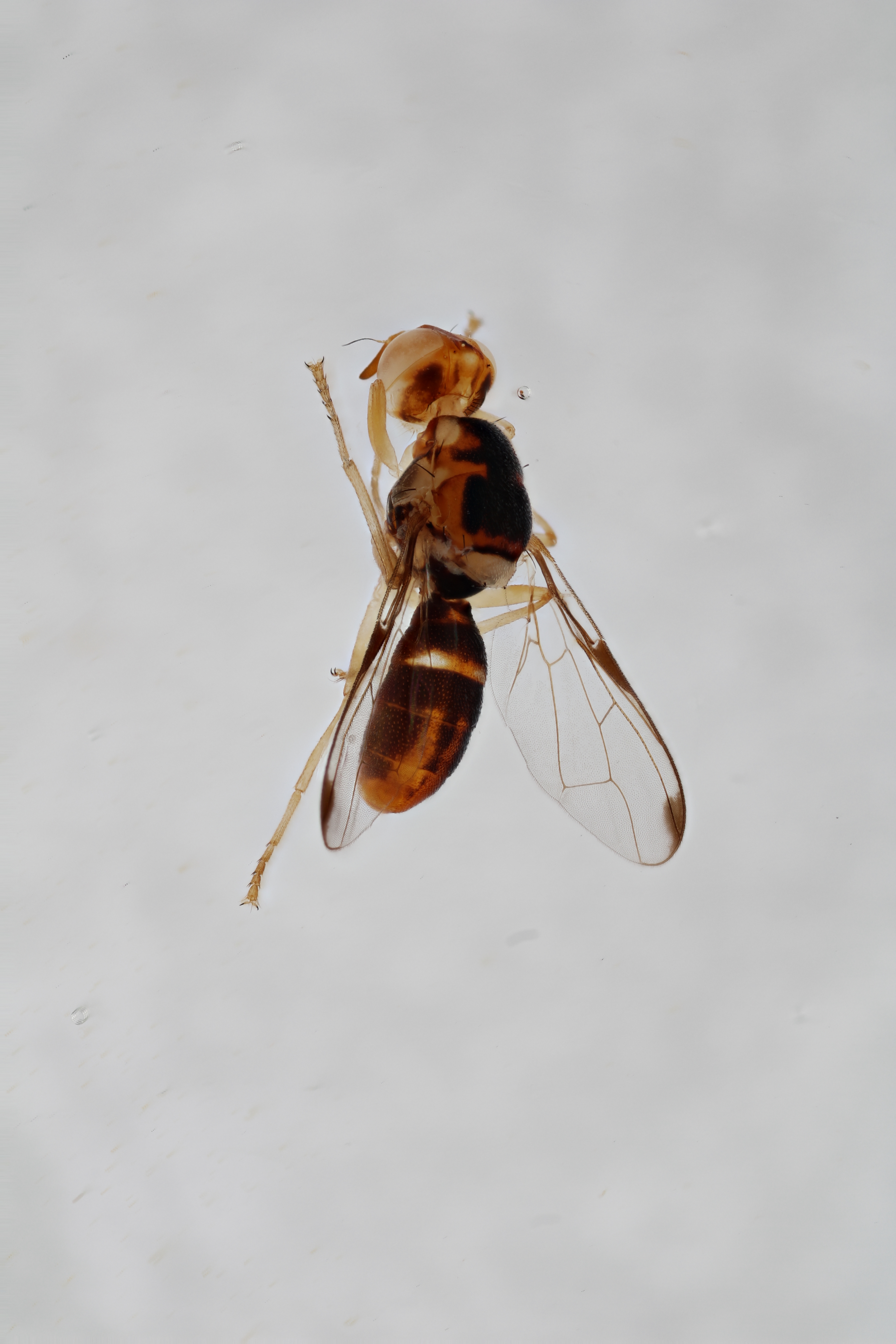 Image of a fruit fly