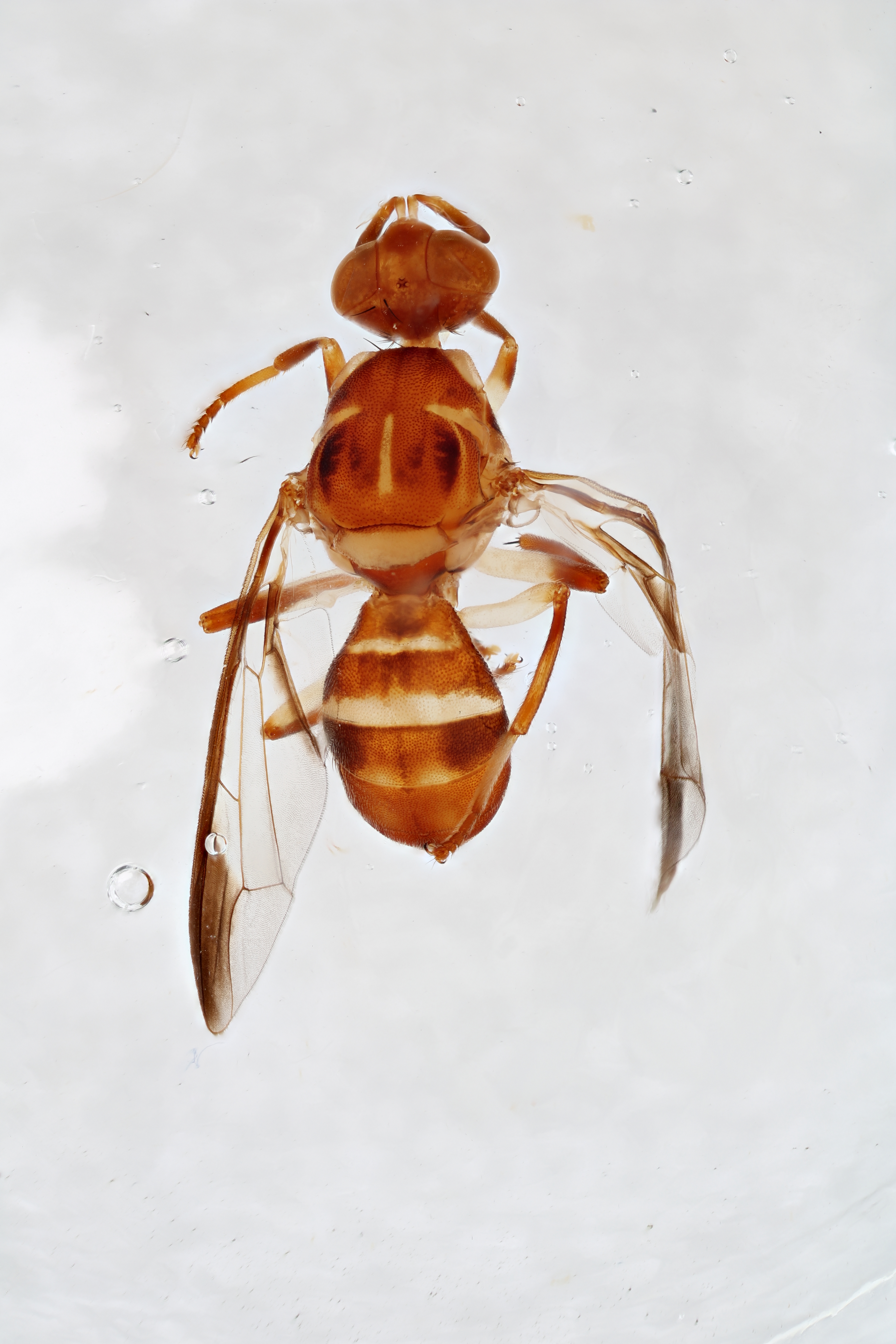 Image of a fruit fly