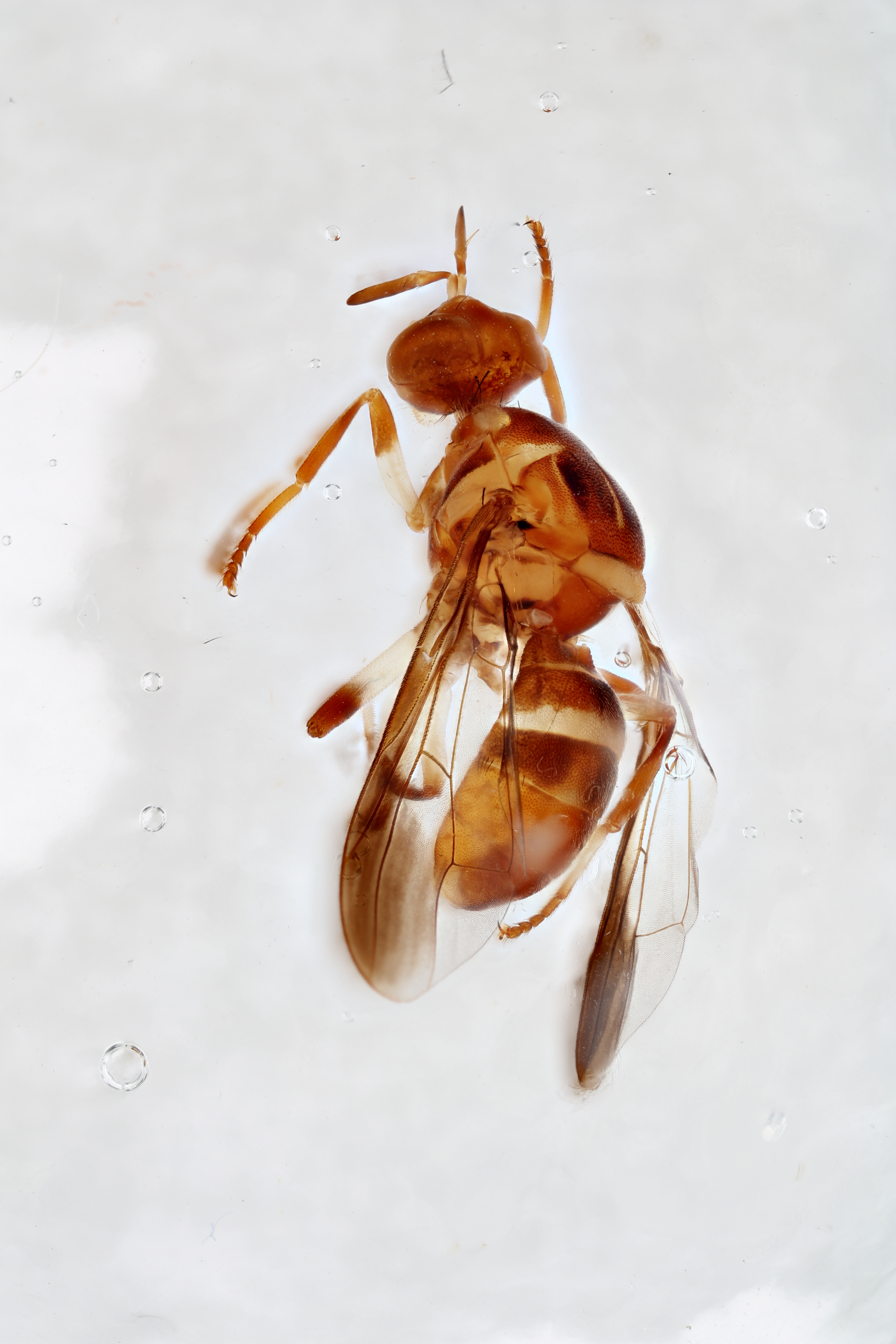 Image of a fruit fly