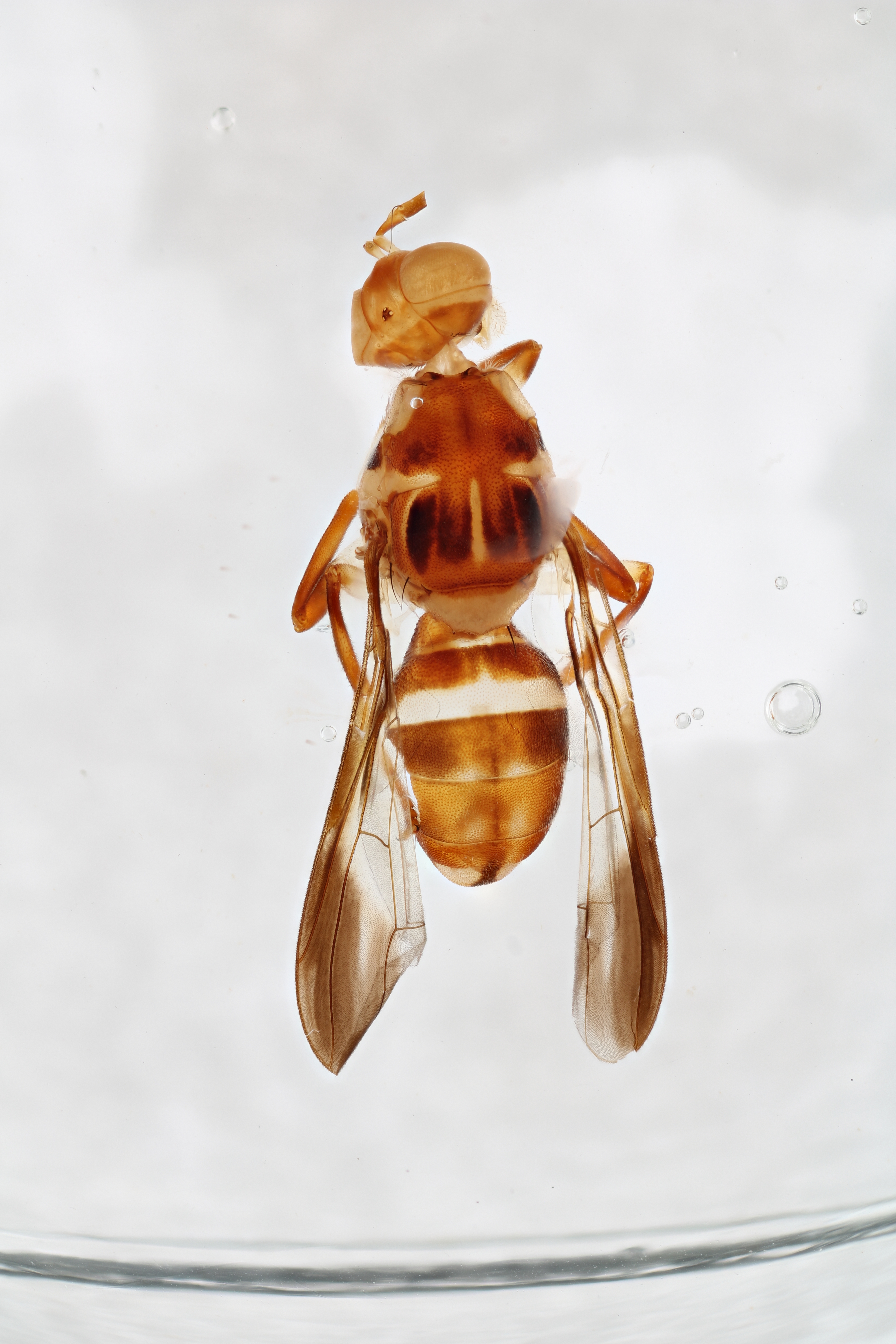 Image of a fruit fly