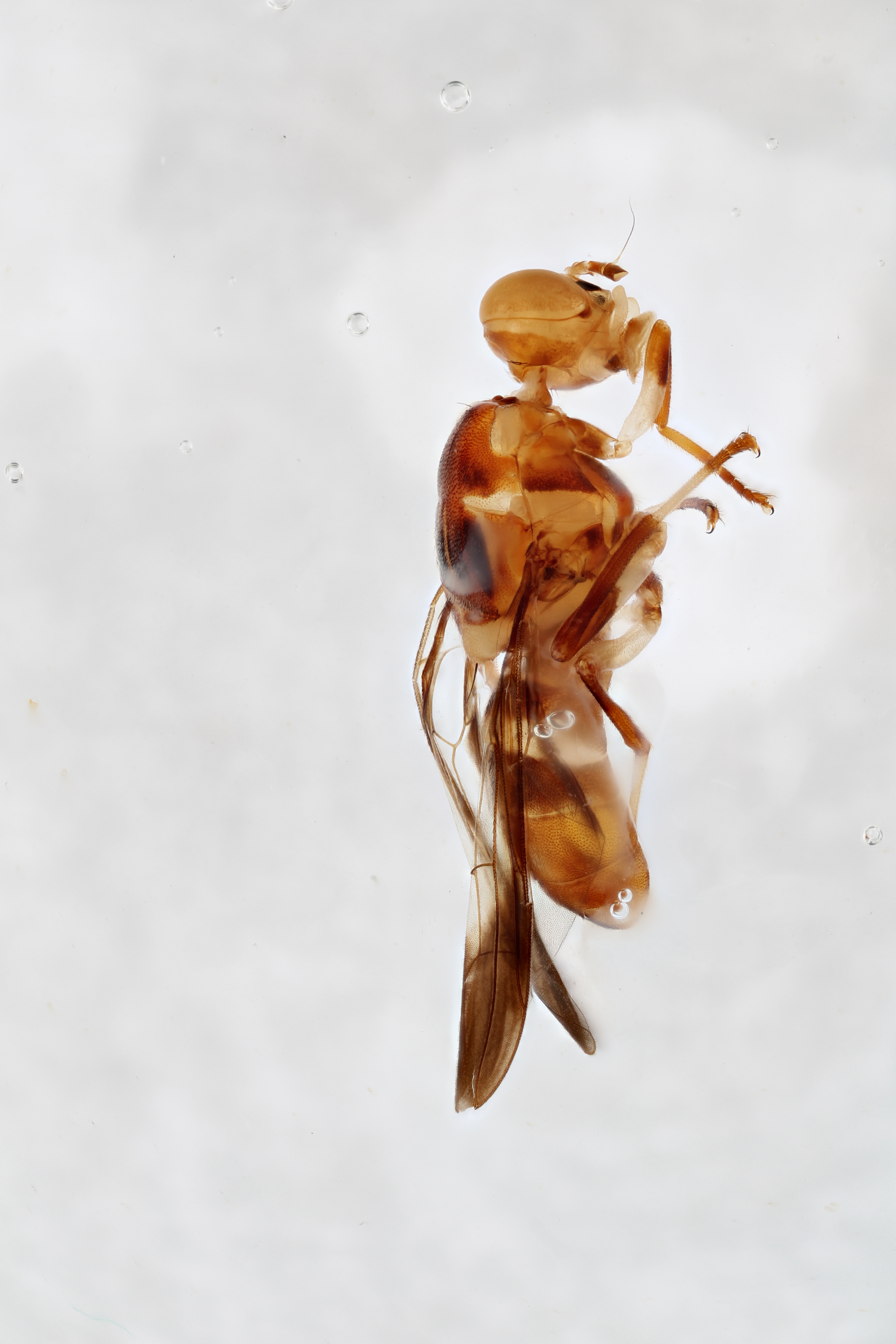 Image of a fruit fly