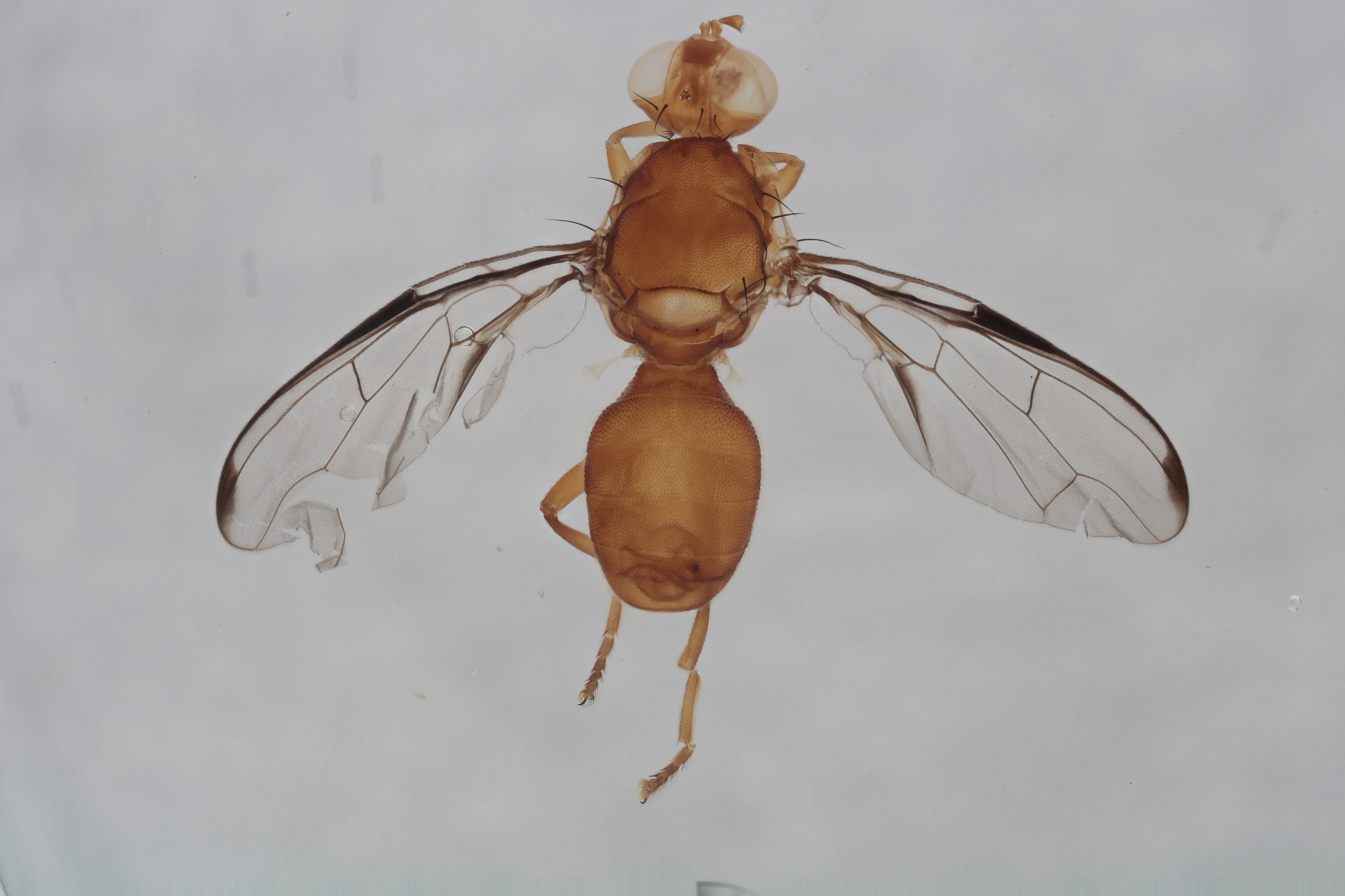 Image of a fruit fly