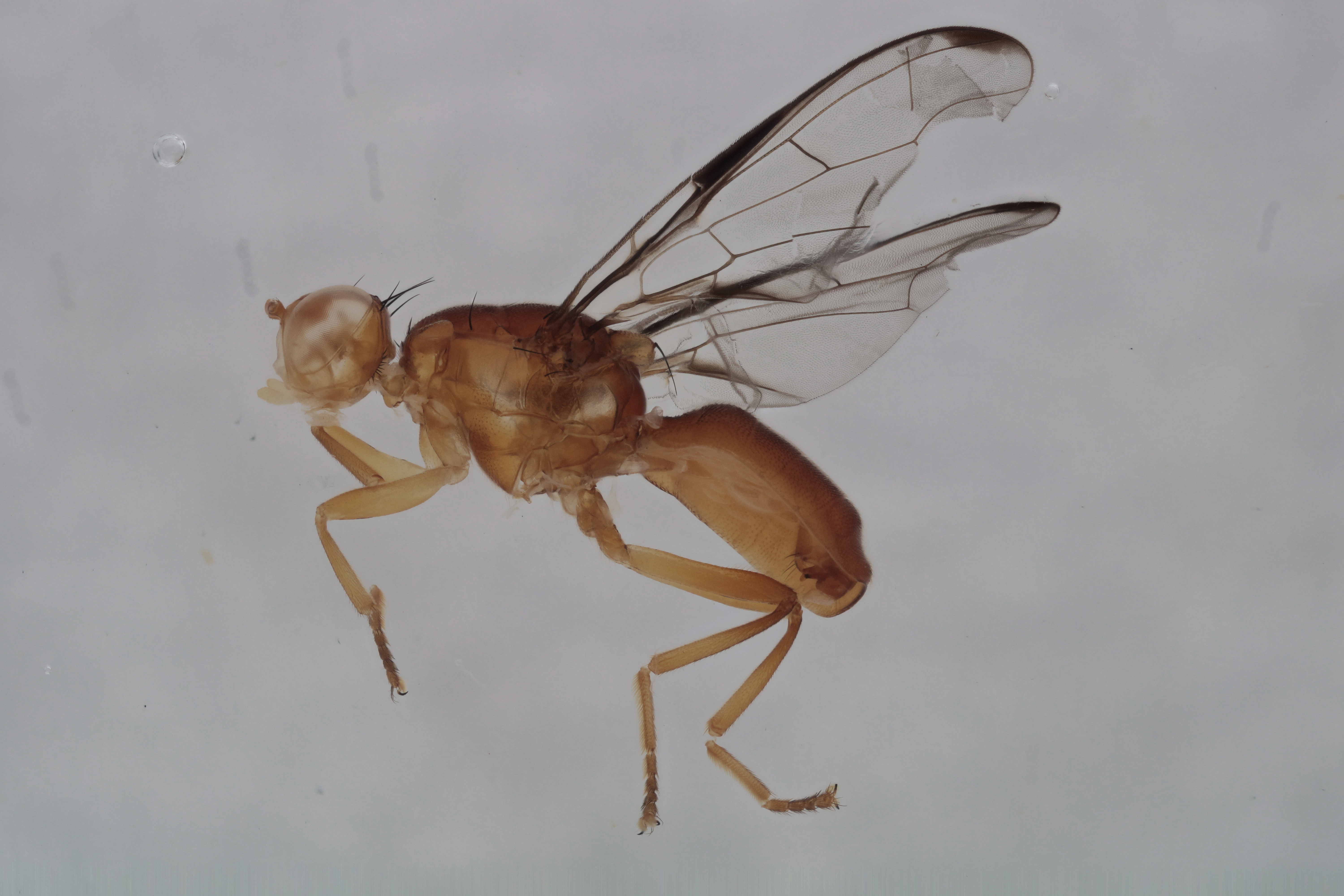 Image of a fruit fly