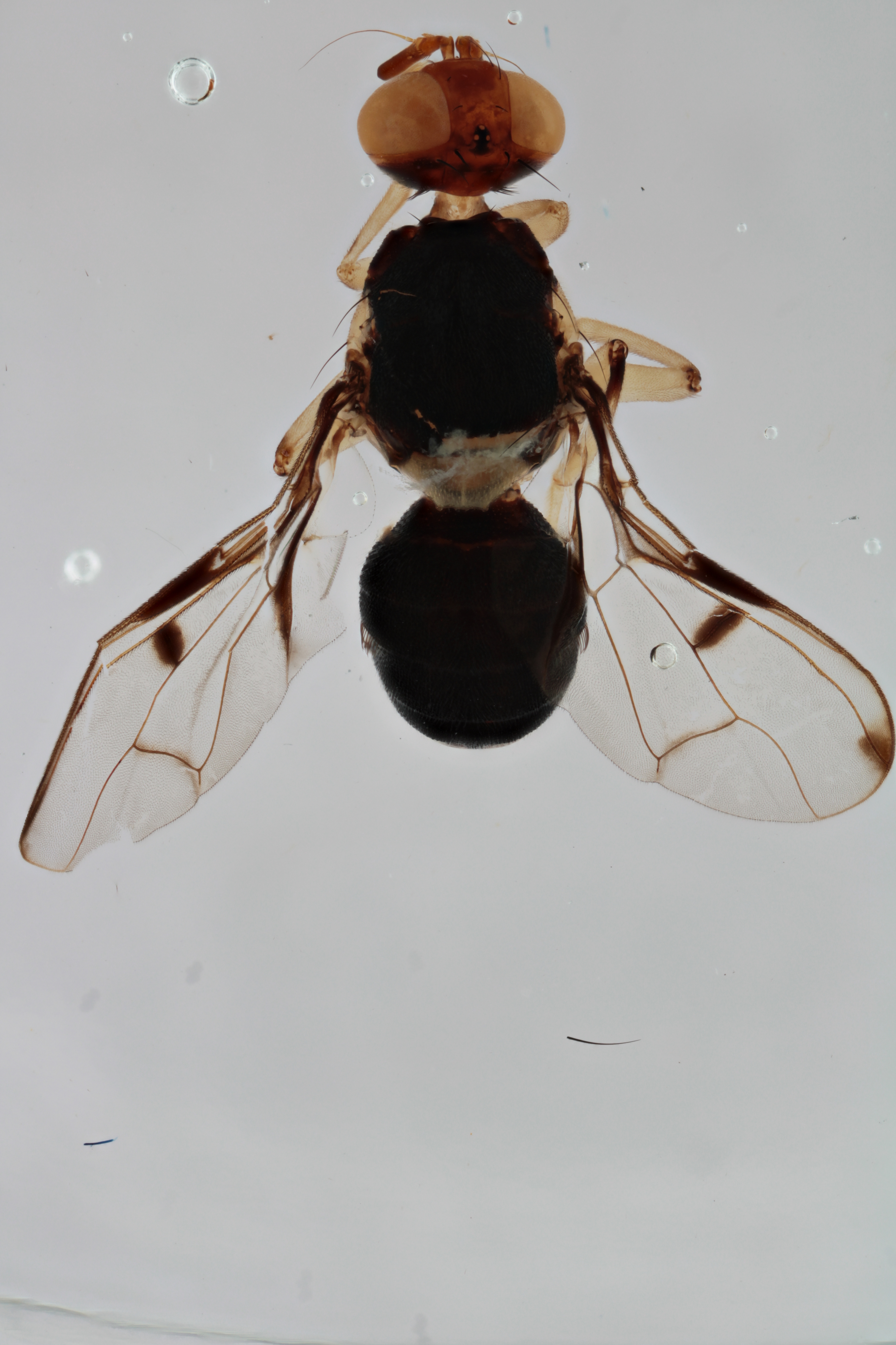 Image of a fruit fly