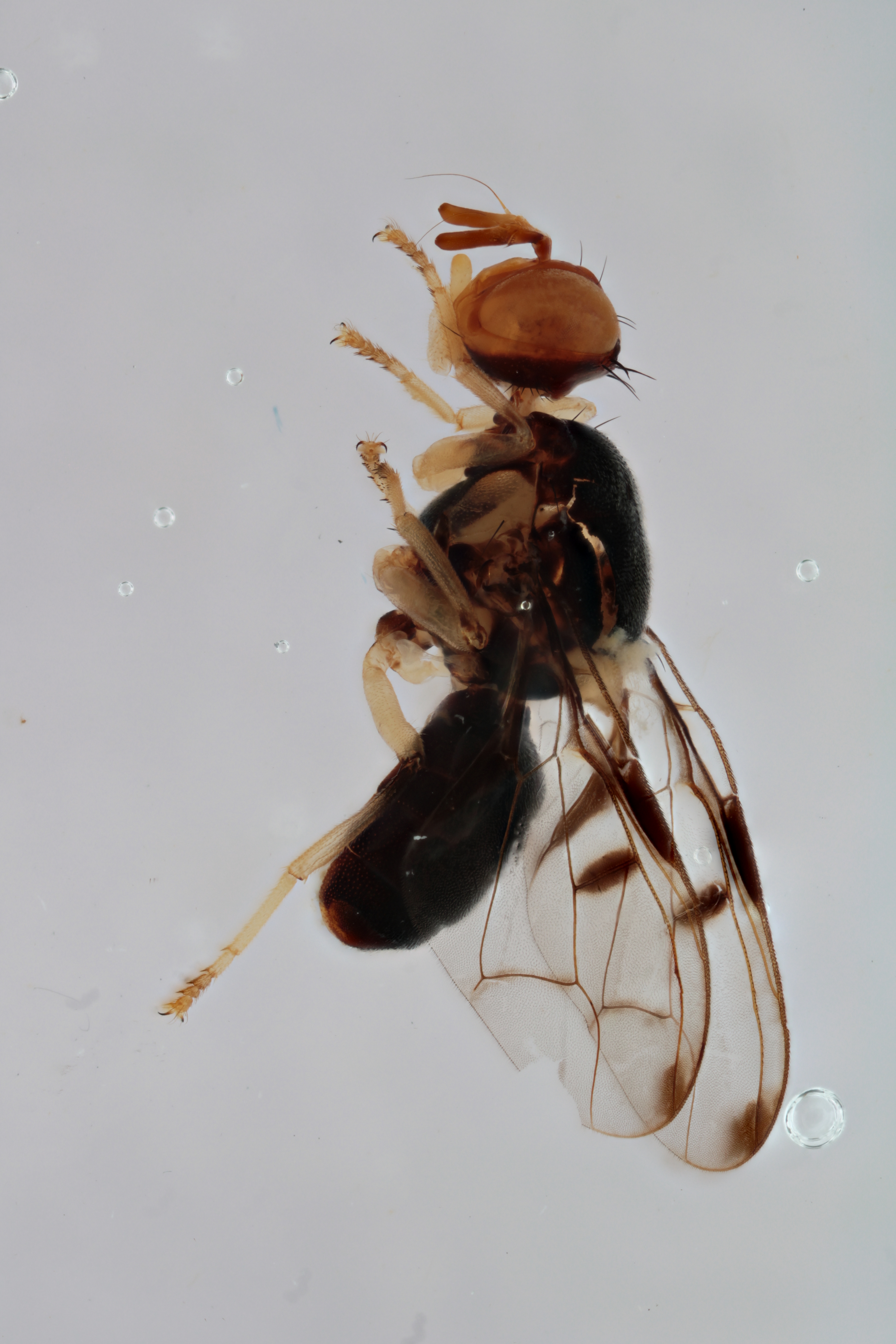 Image of a fruit fly