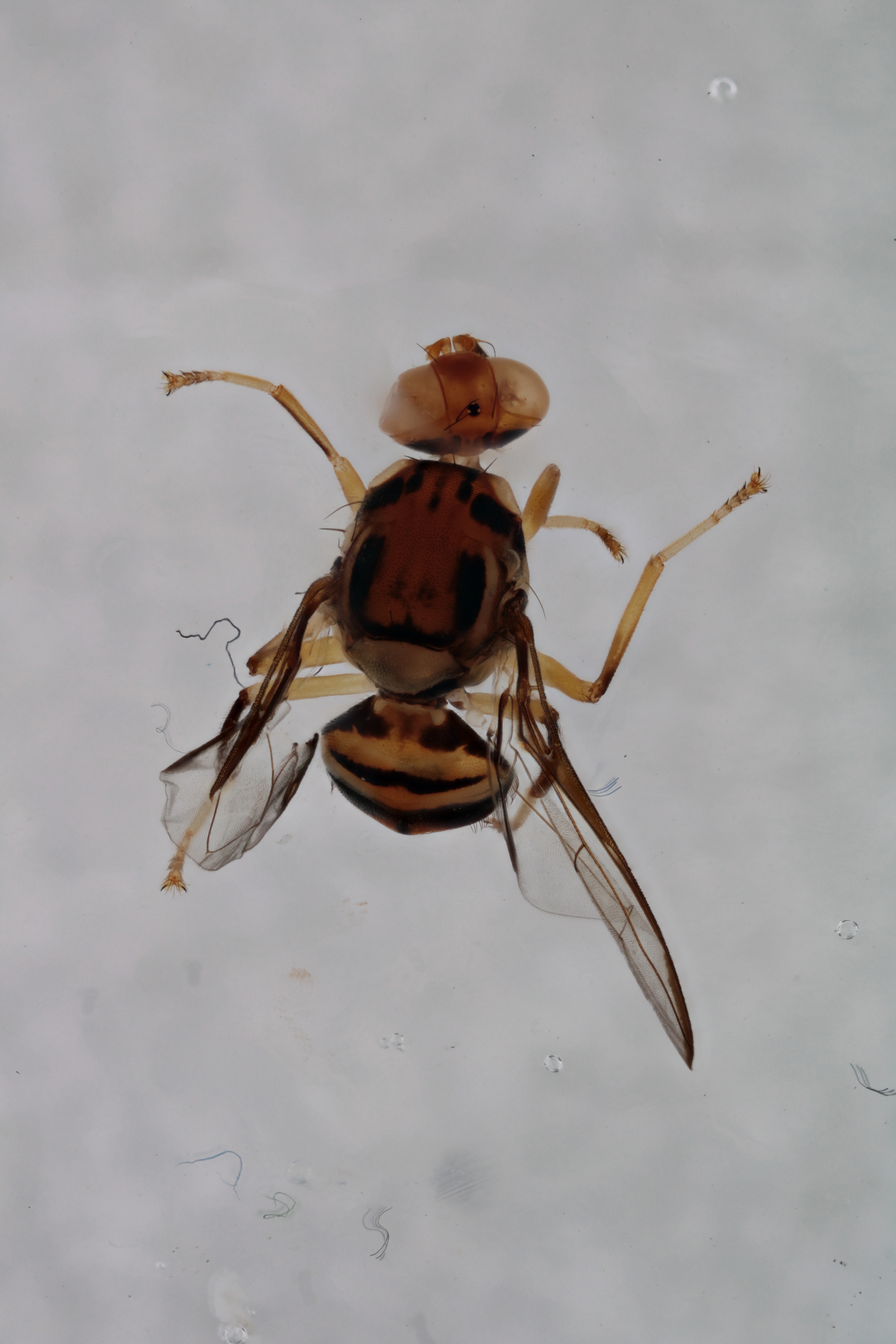 Image of a fruit fly