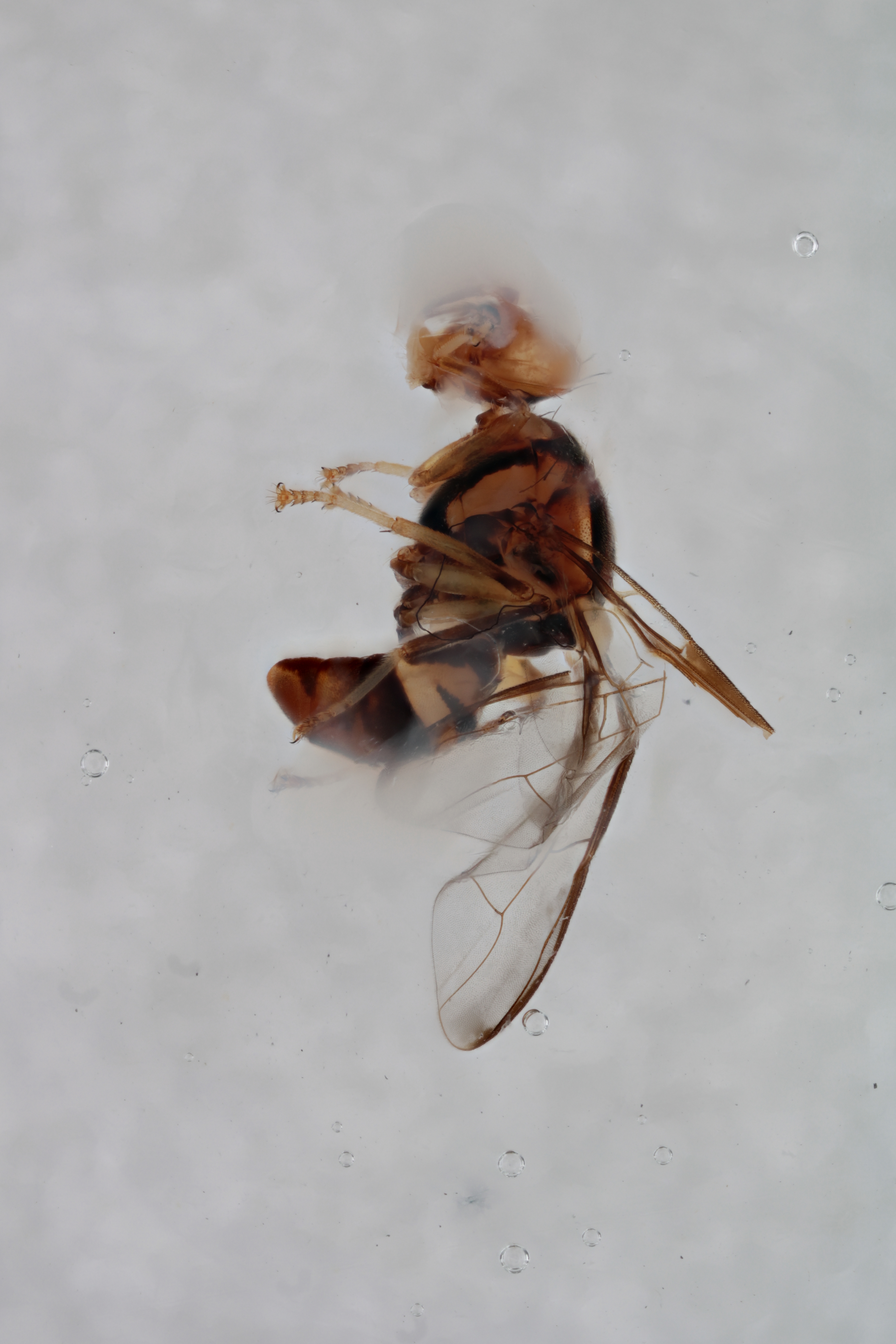 Image of a fruit fly