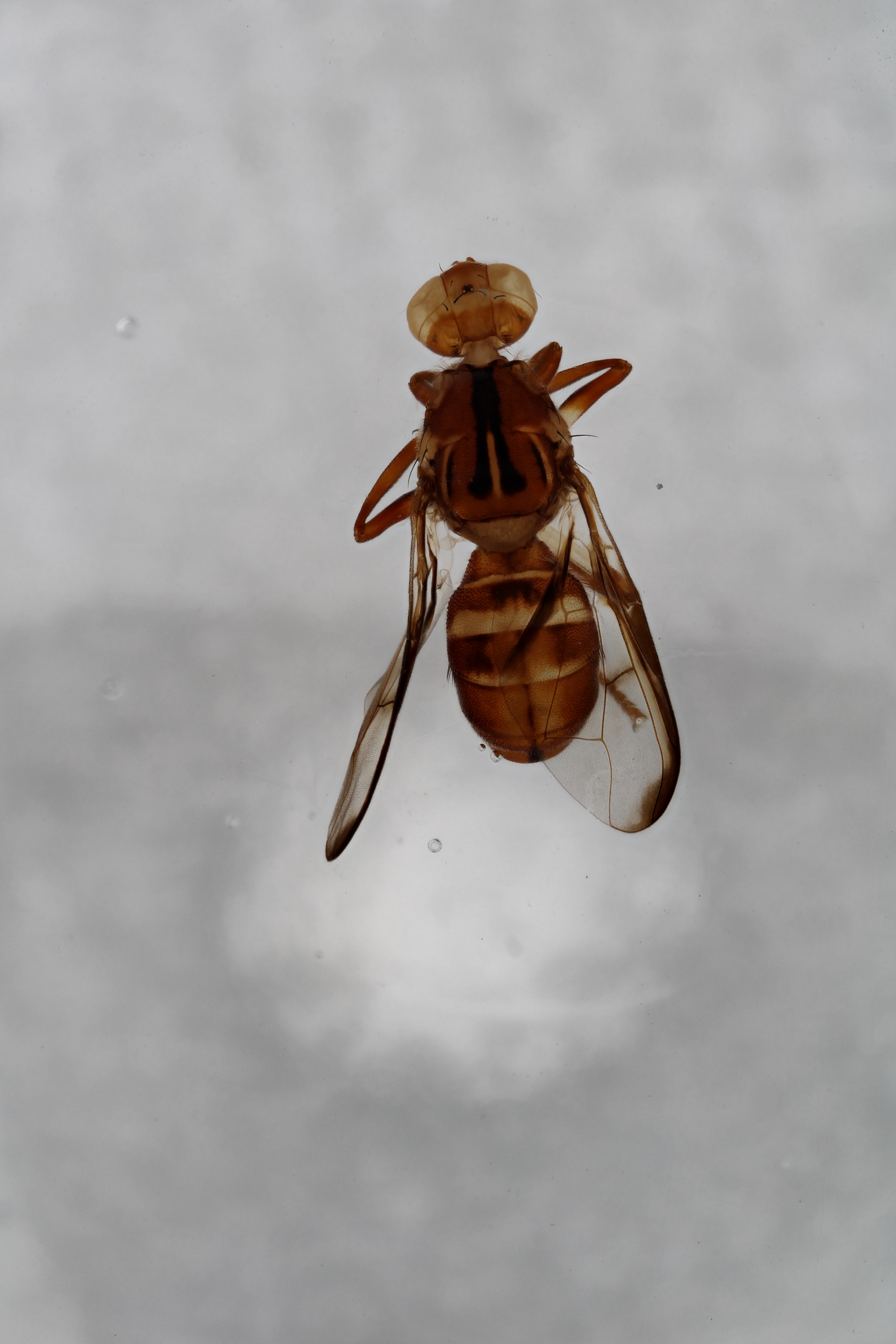 Image of a fruit fly