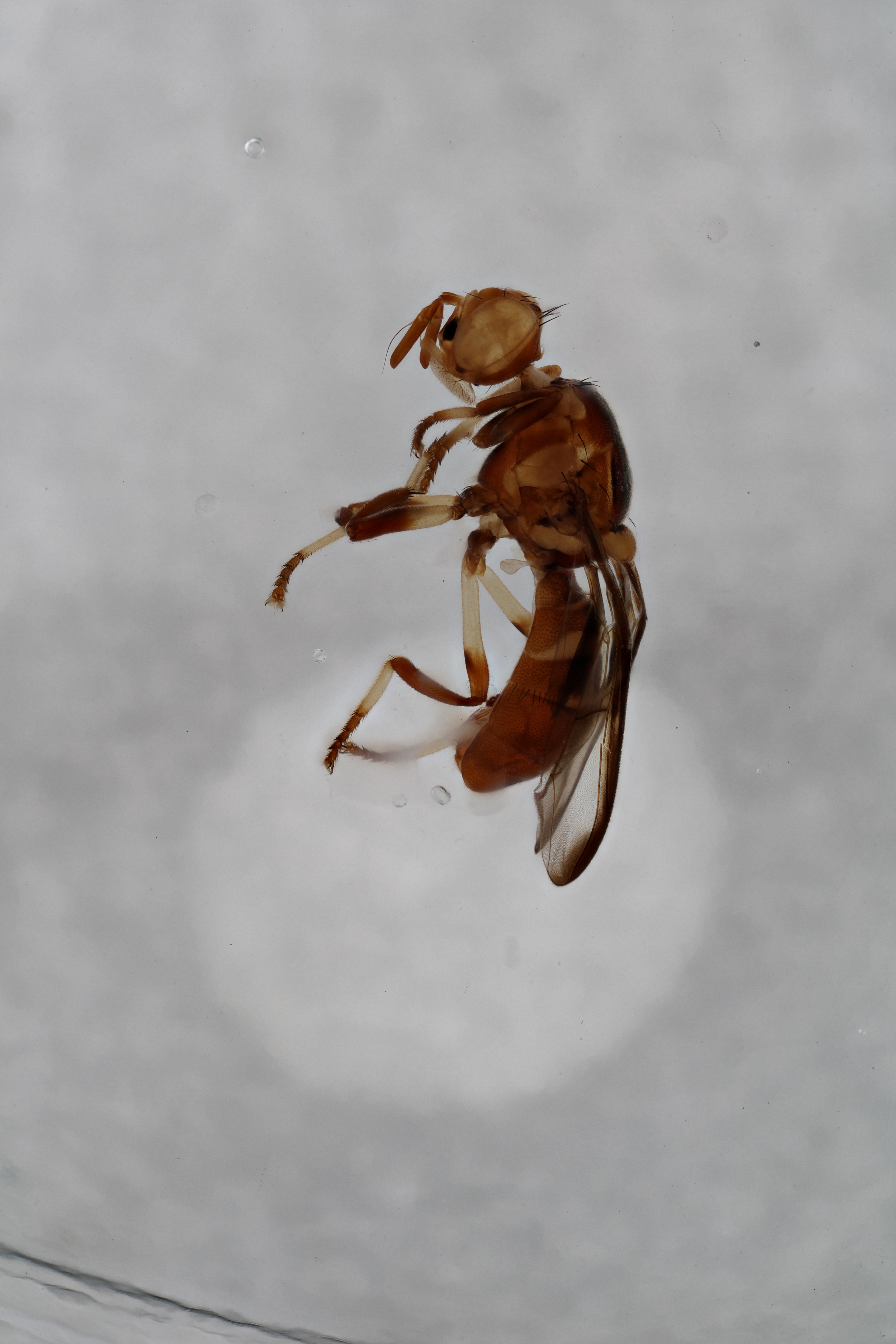 Image of a fruit fly