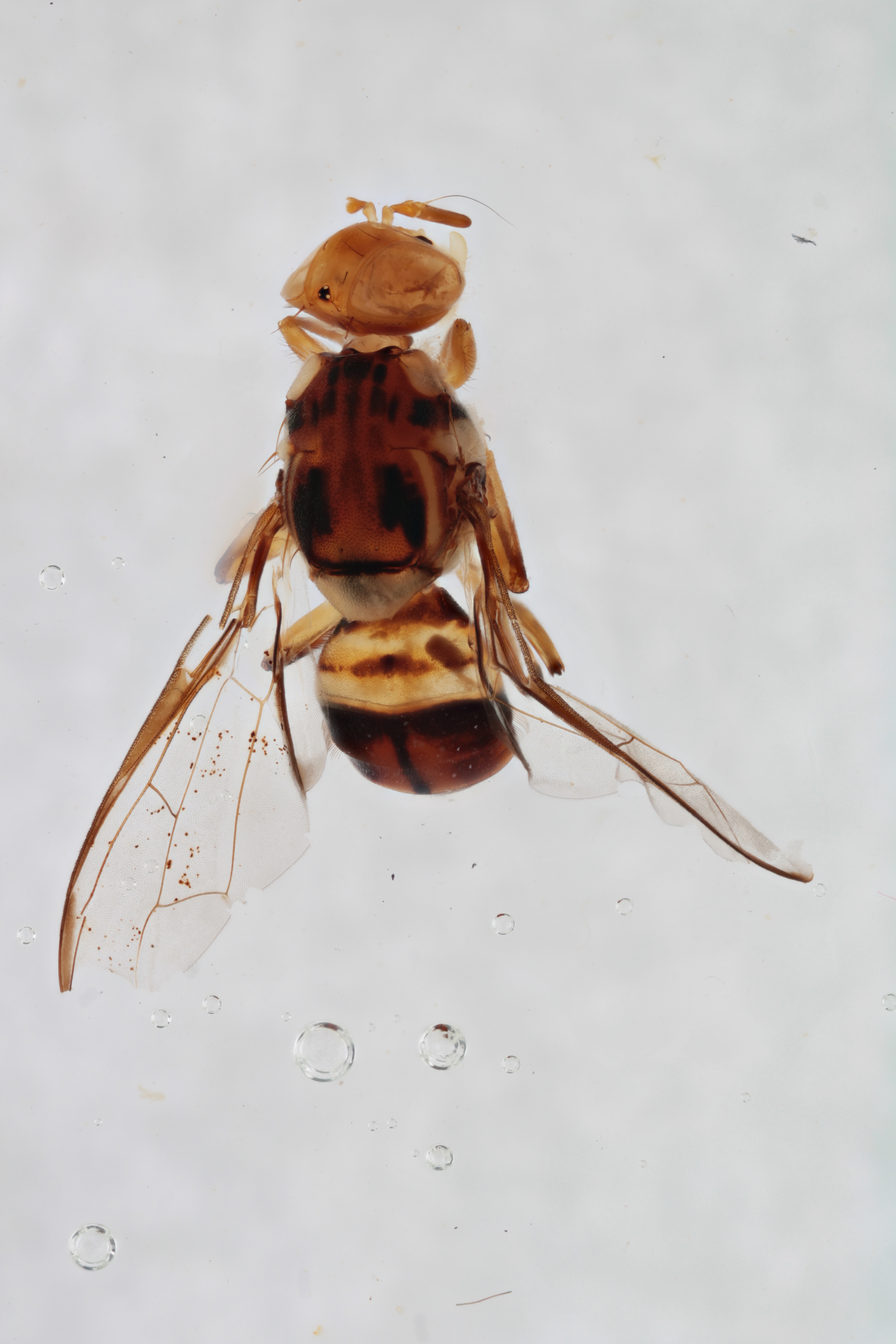 Image of a fruit fly