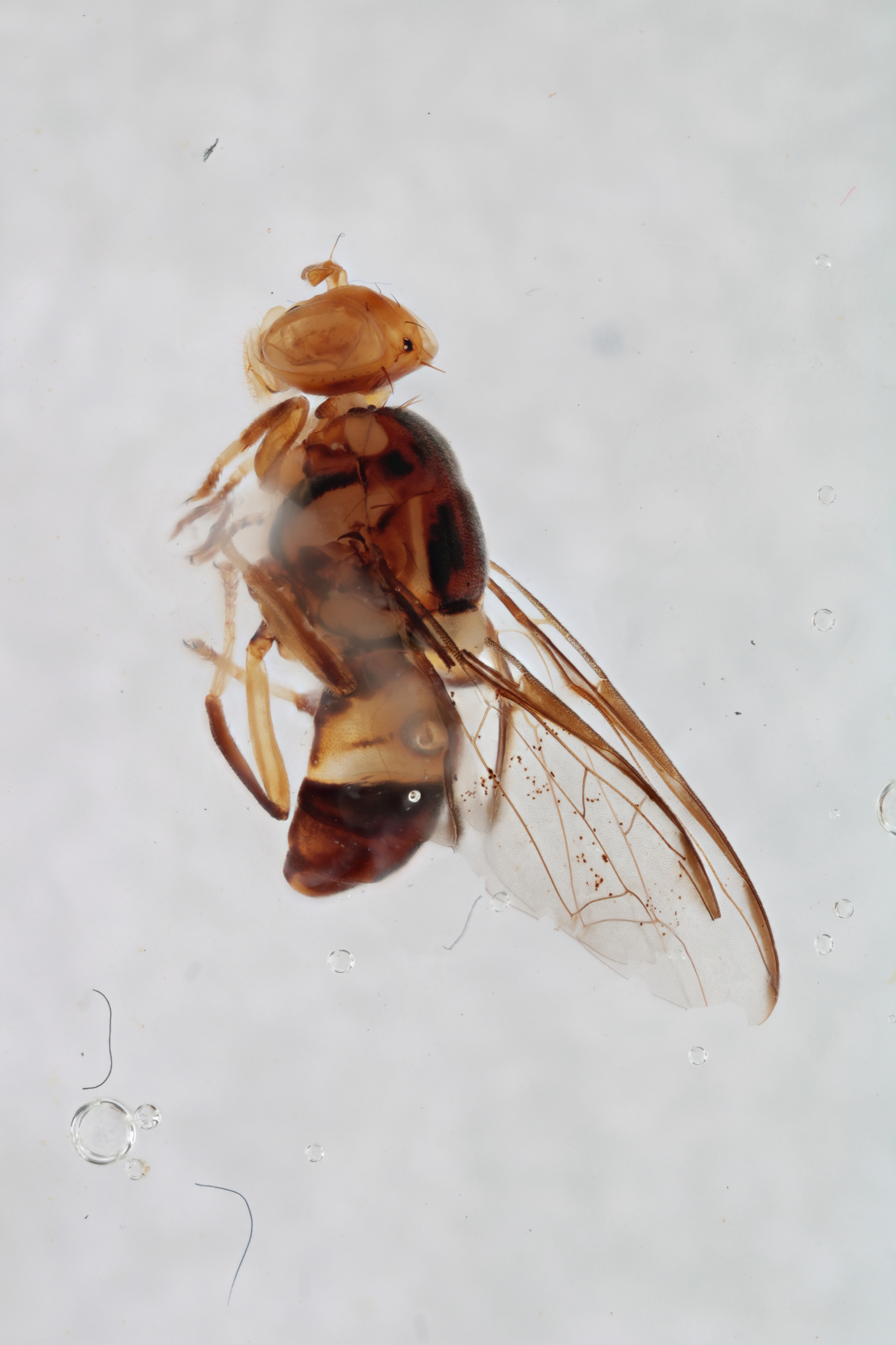 Image of a fruit fly