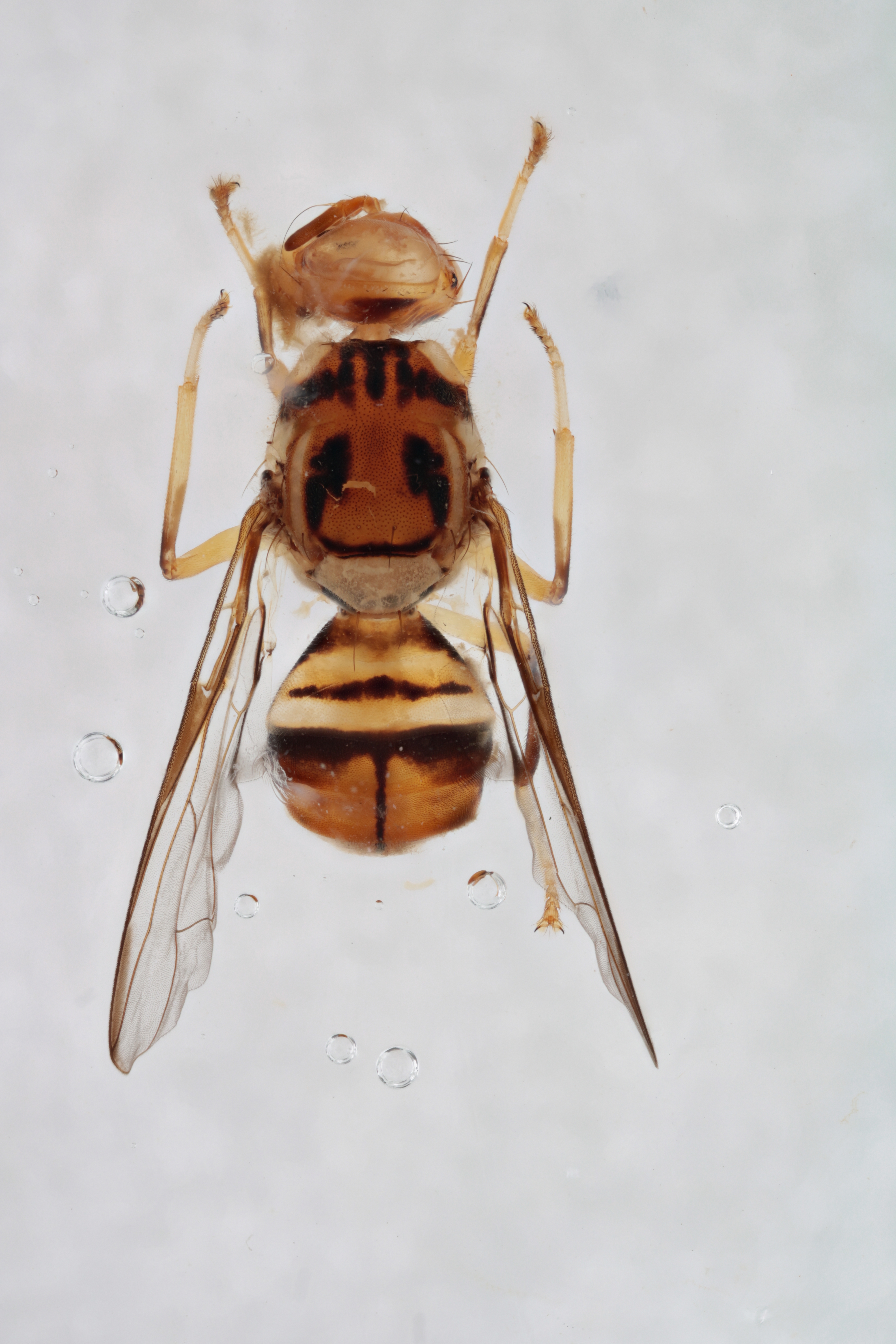 Image of a fruit fly