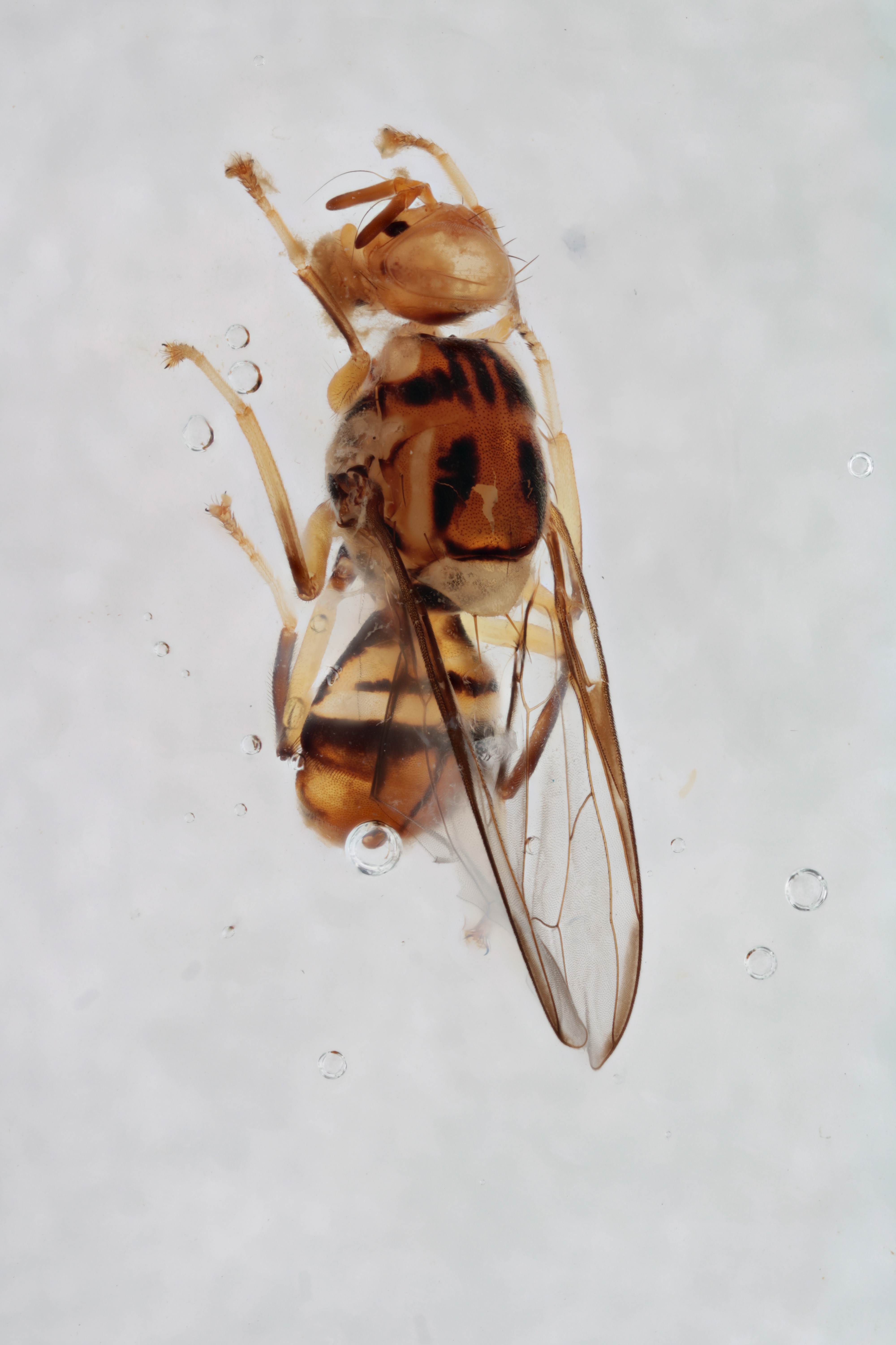 Image of a fruit fly