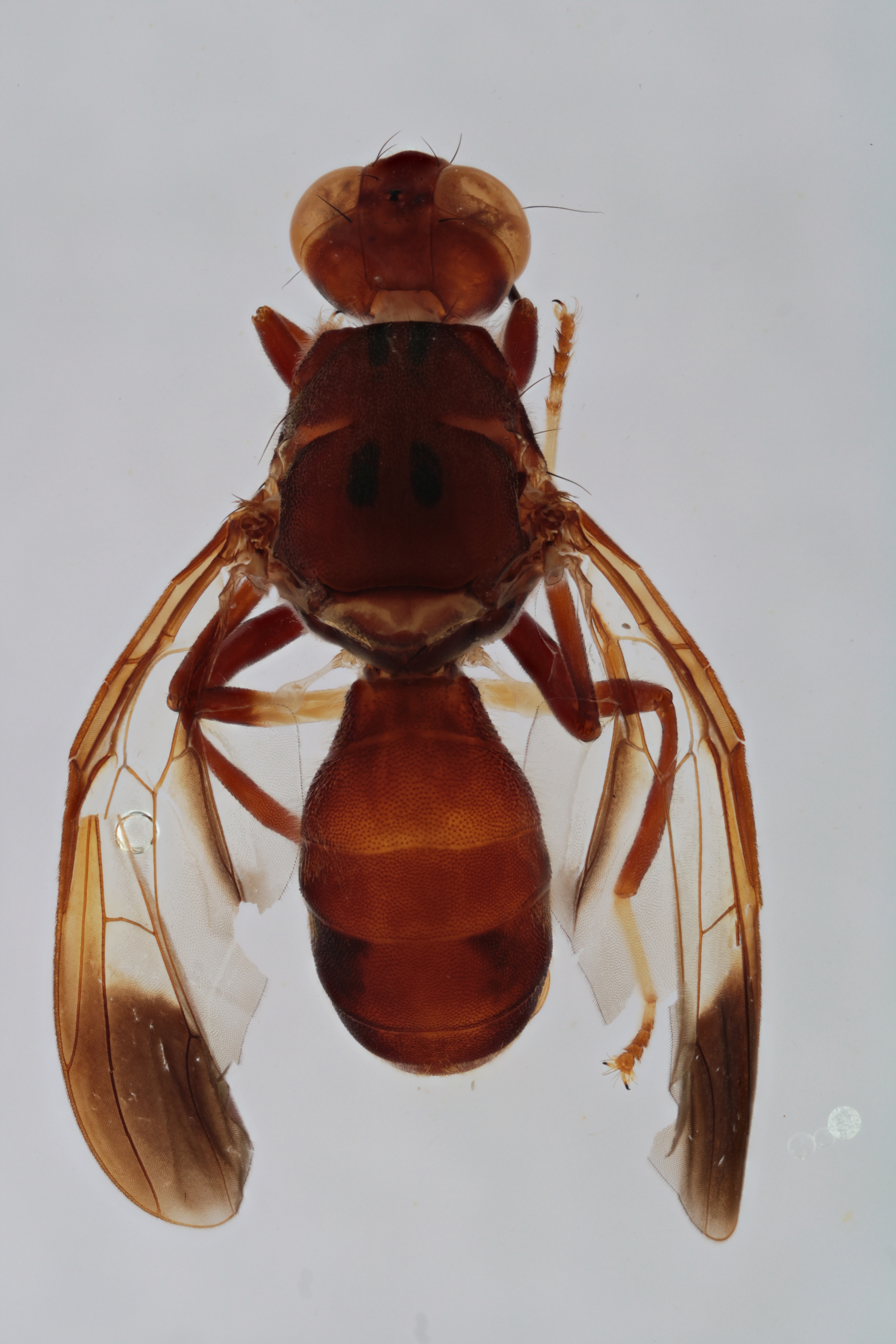 Image of a fruit fly