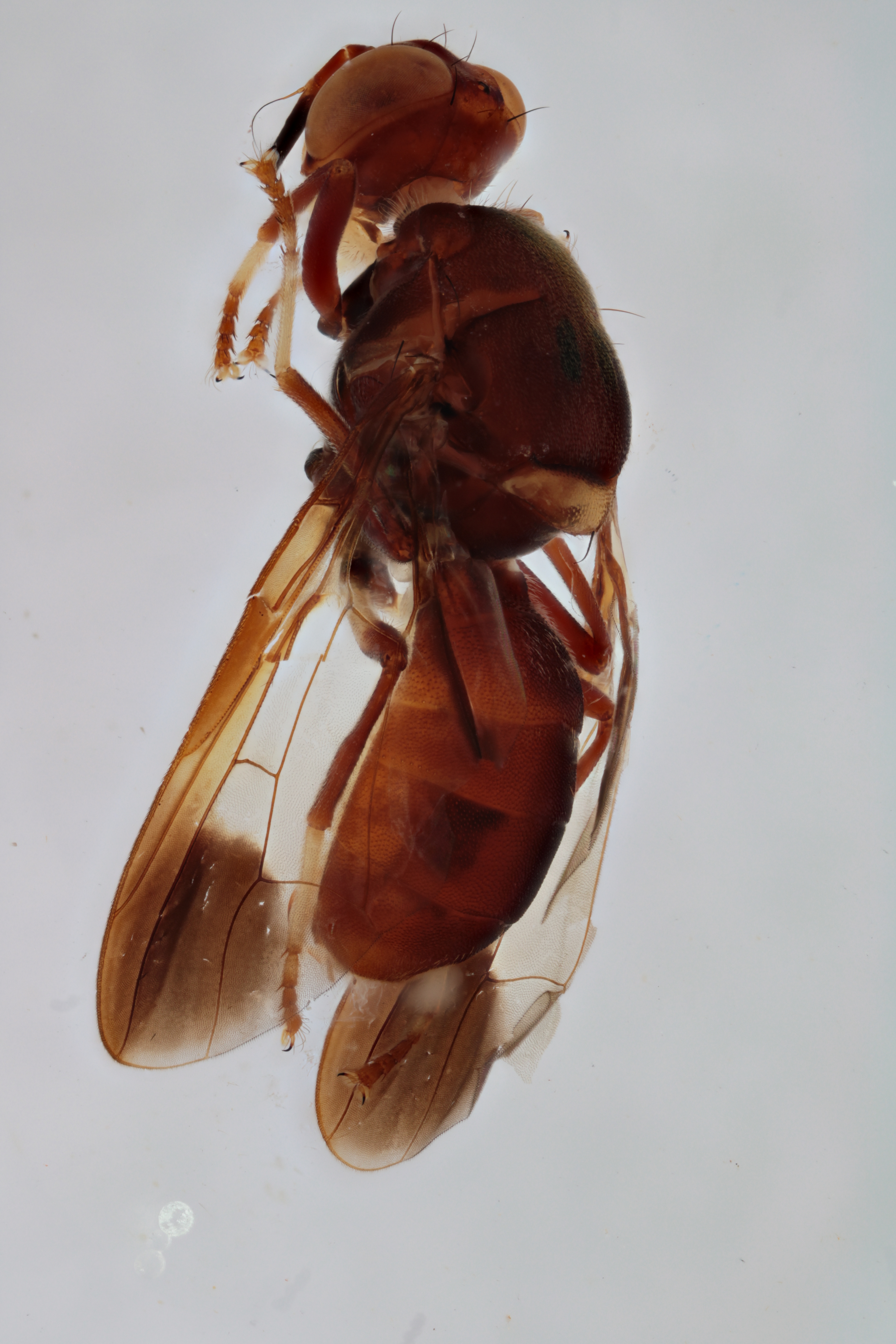 Image of a fruit fly