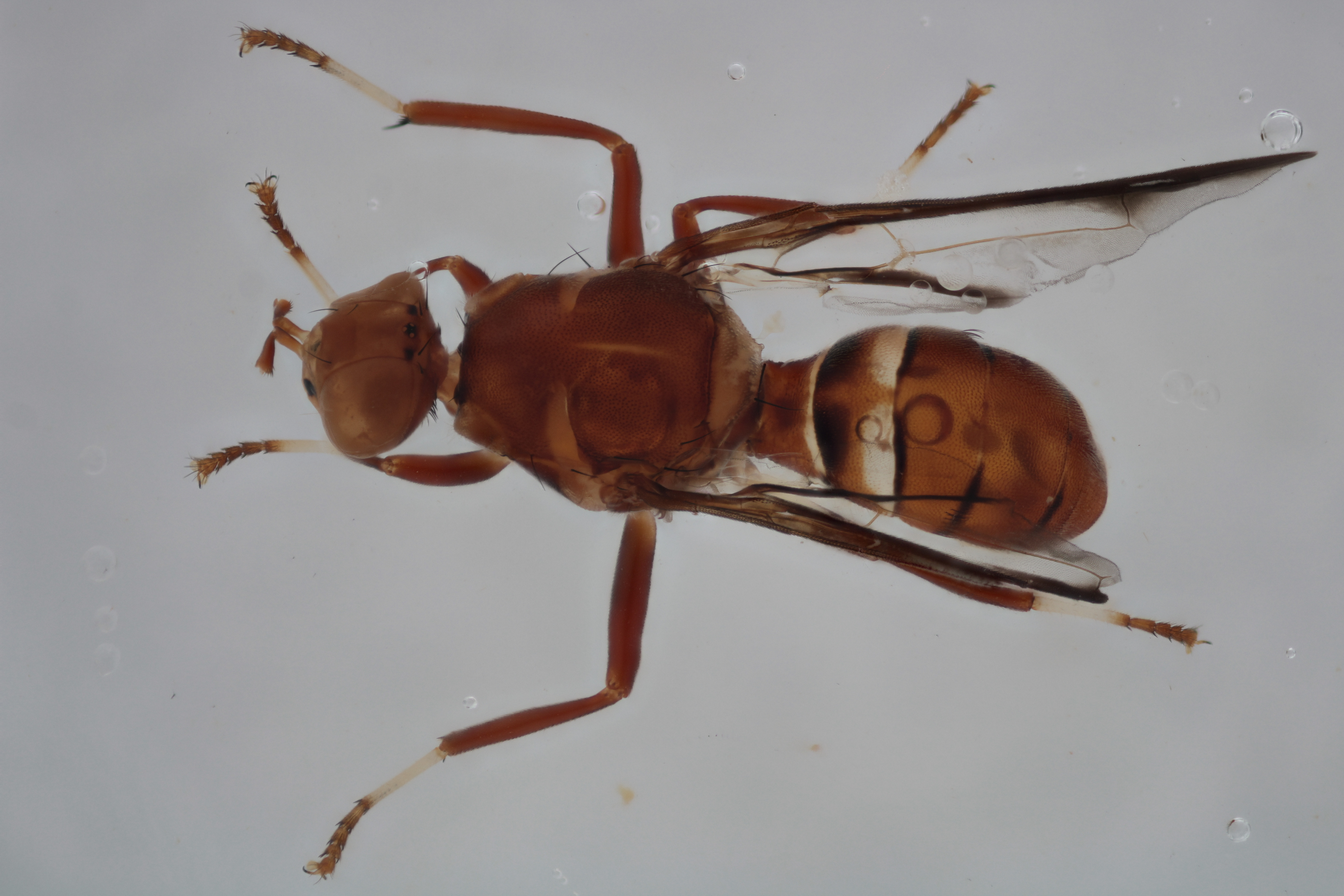 Image of a fruit fly