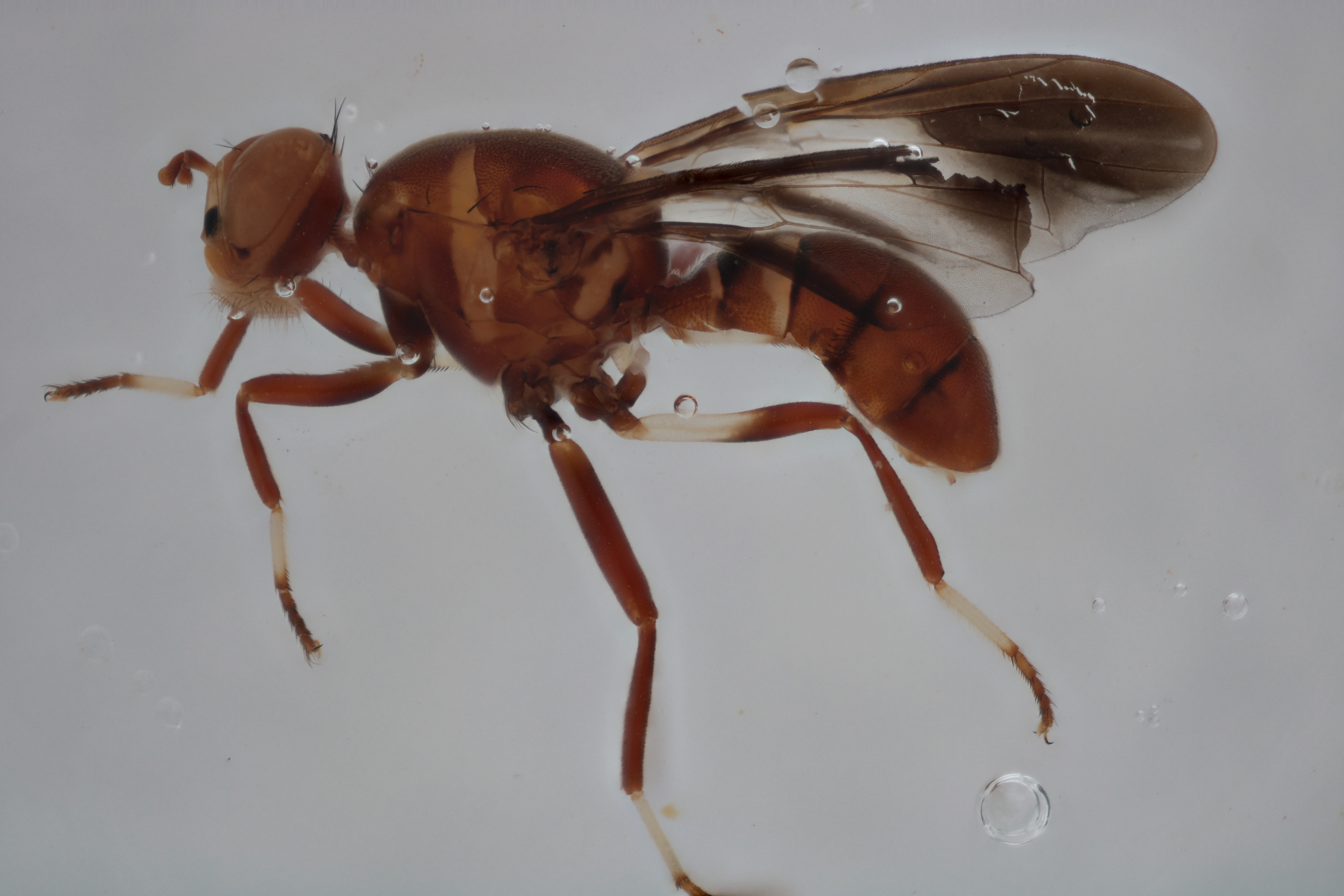 Image of a fruit fly