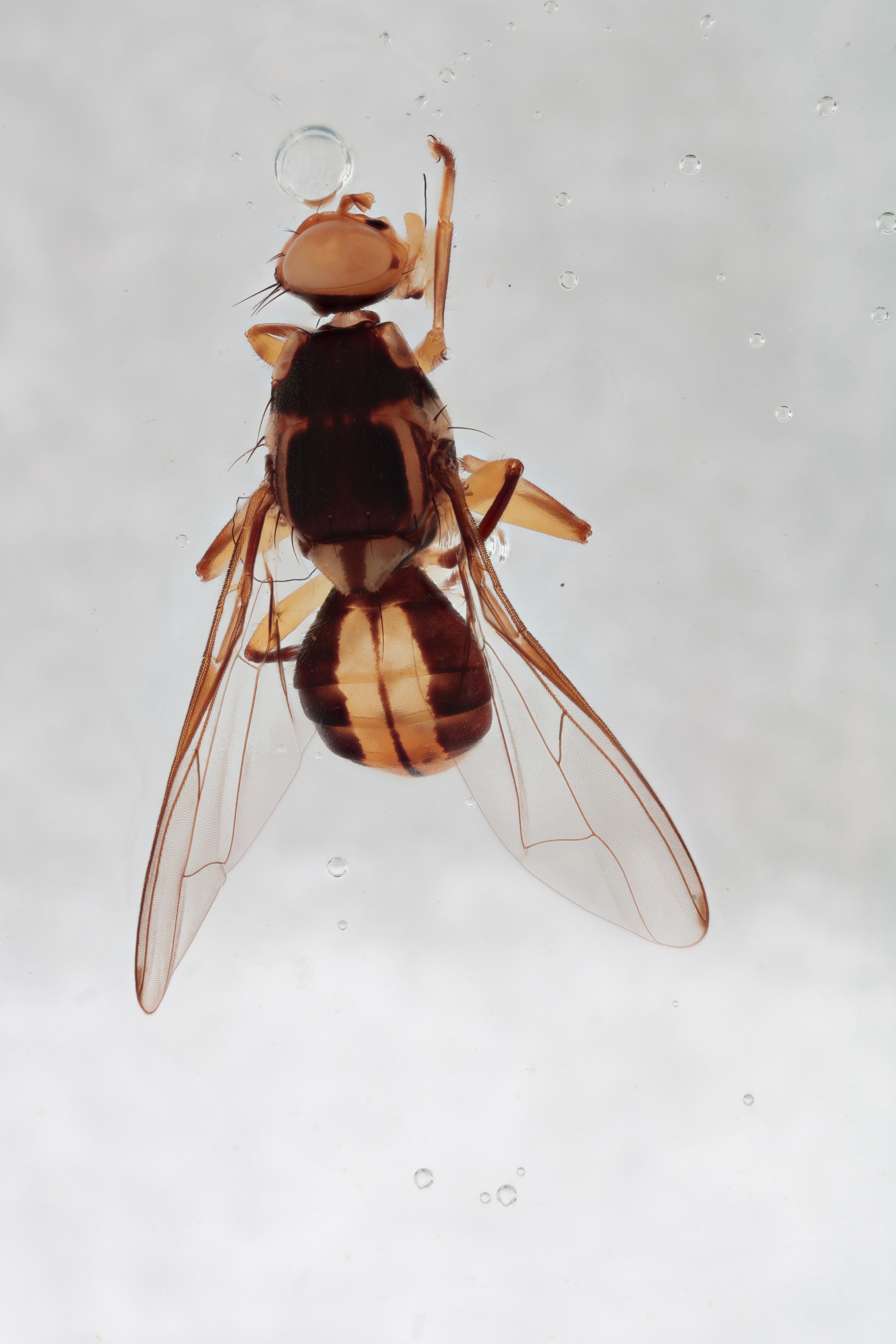 Image of a fruit fly