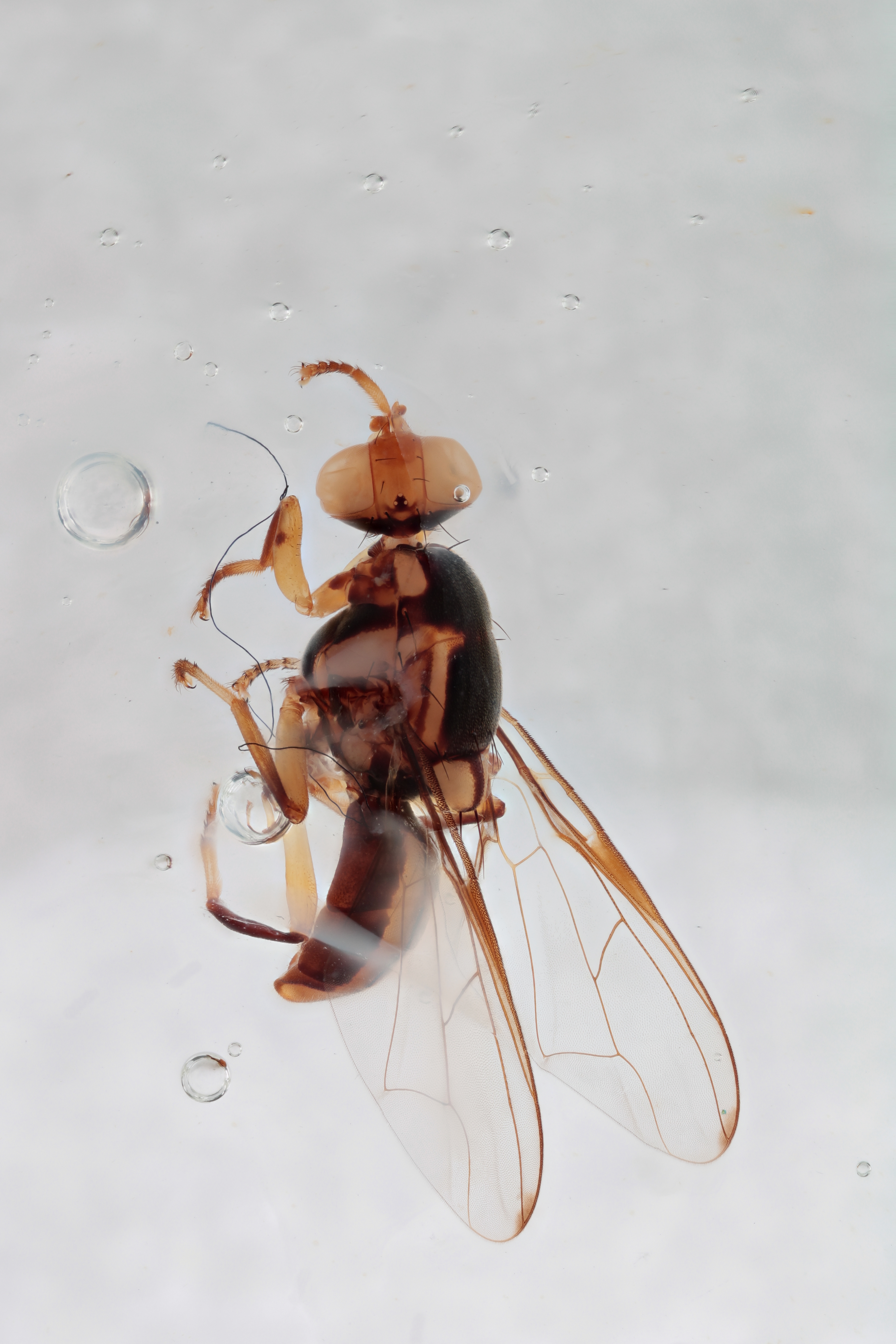 Image of a fruit fly