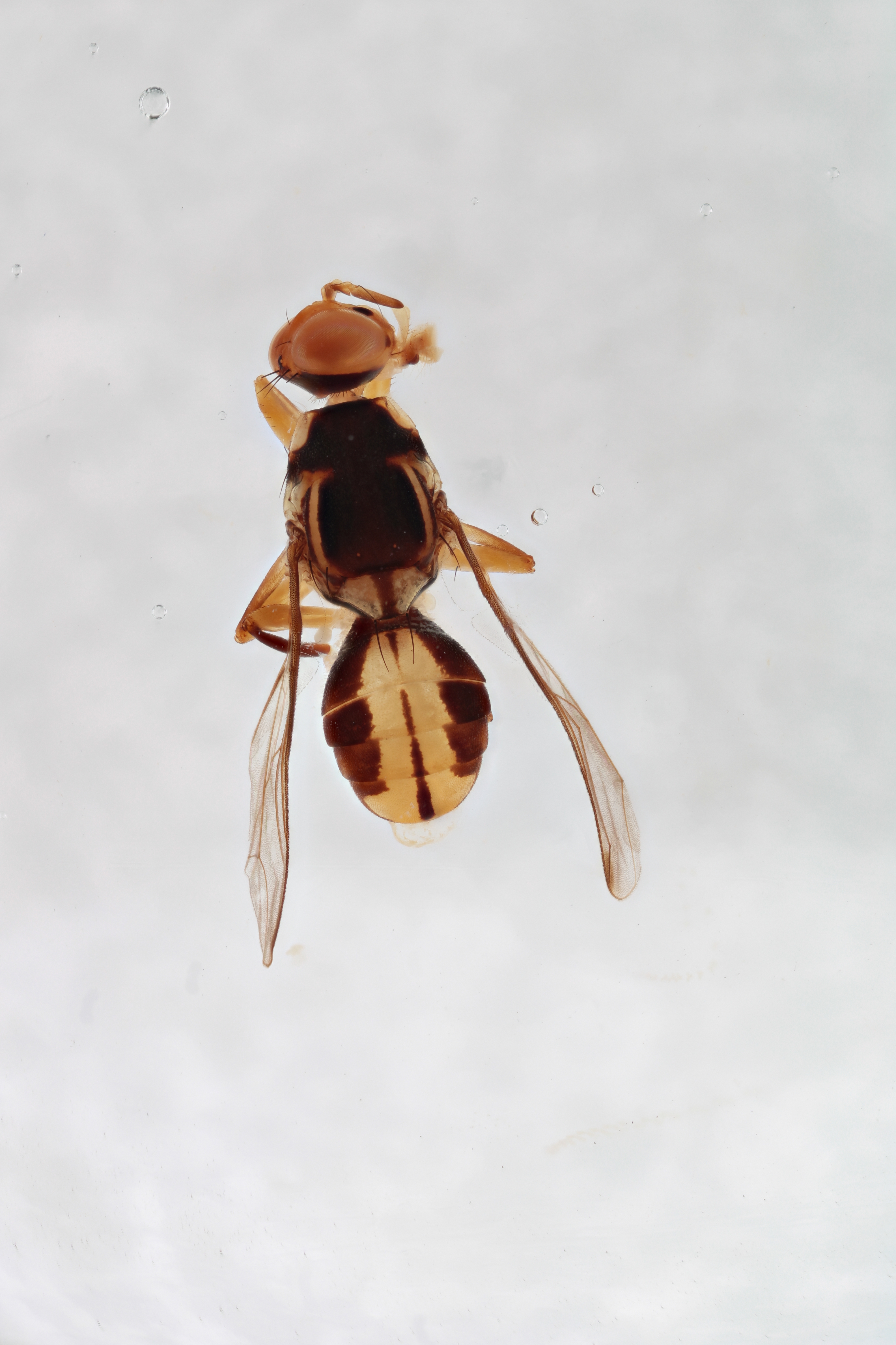 Image of a fruit fly