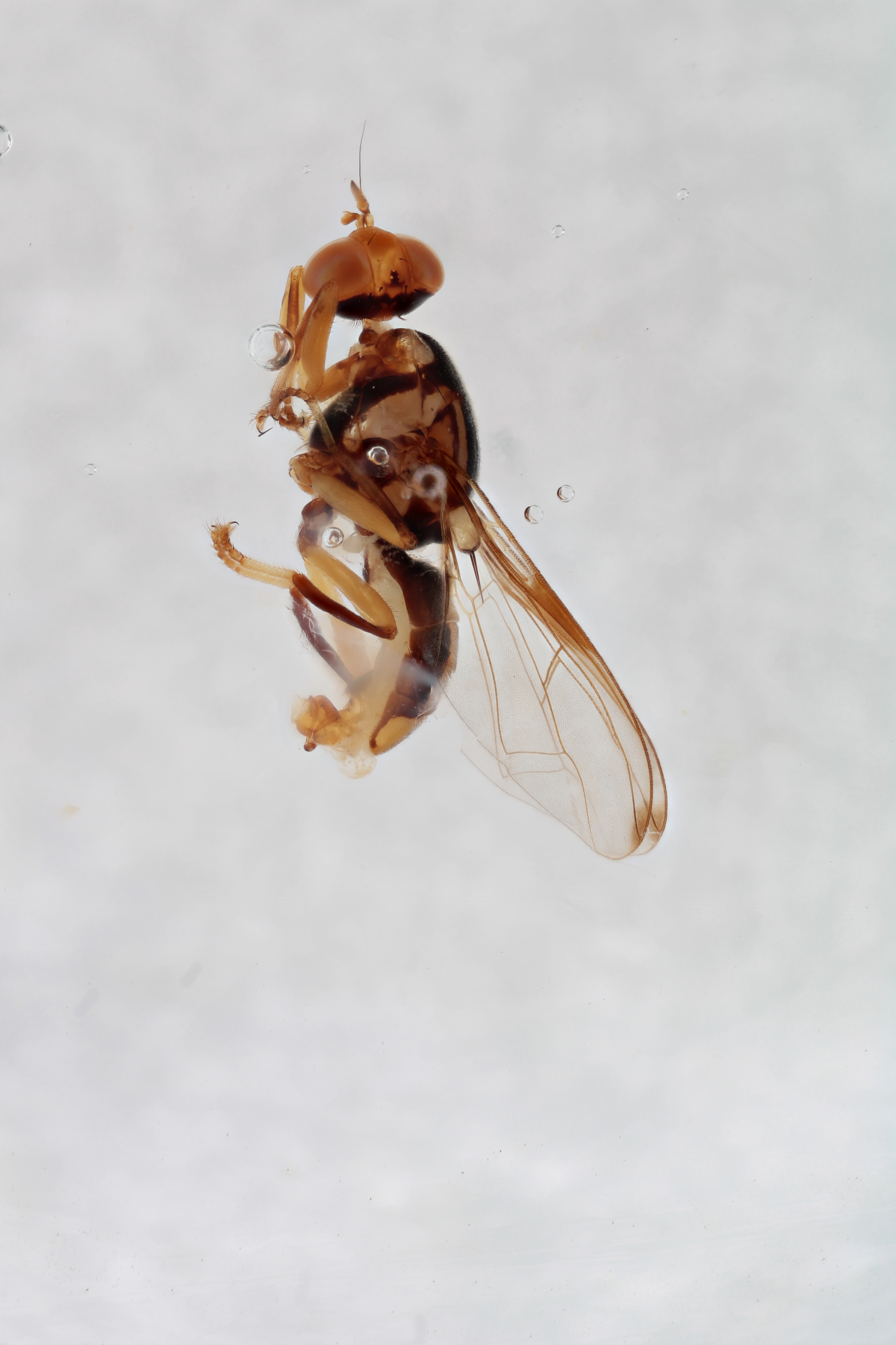 Image of a fruit fly