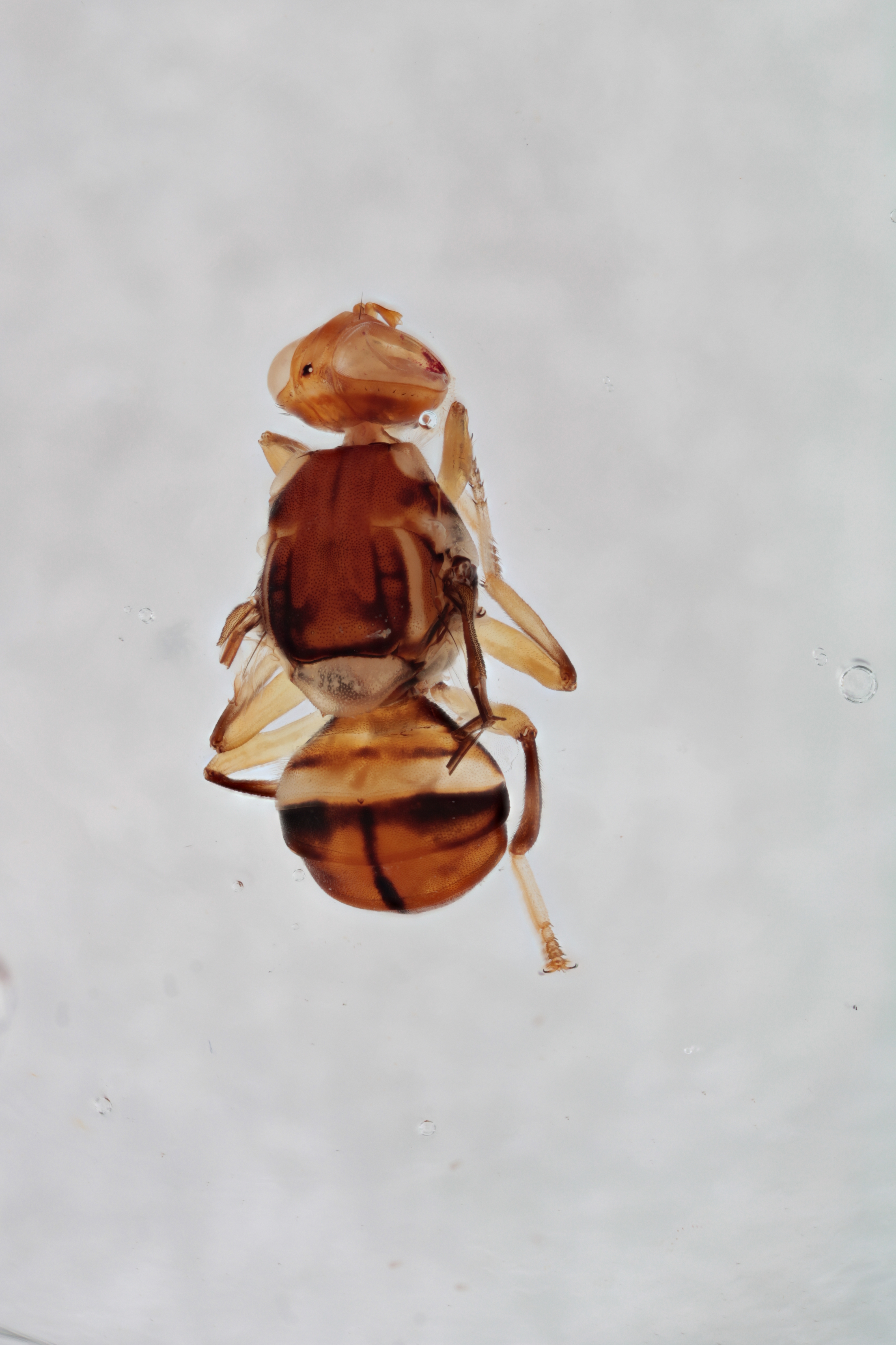 Image of a fruit fly