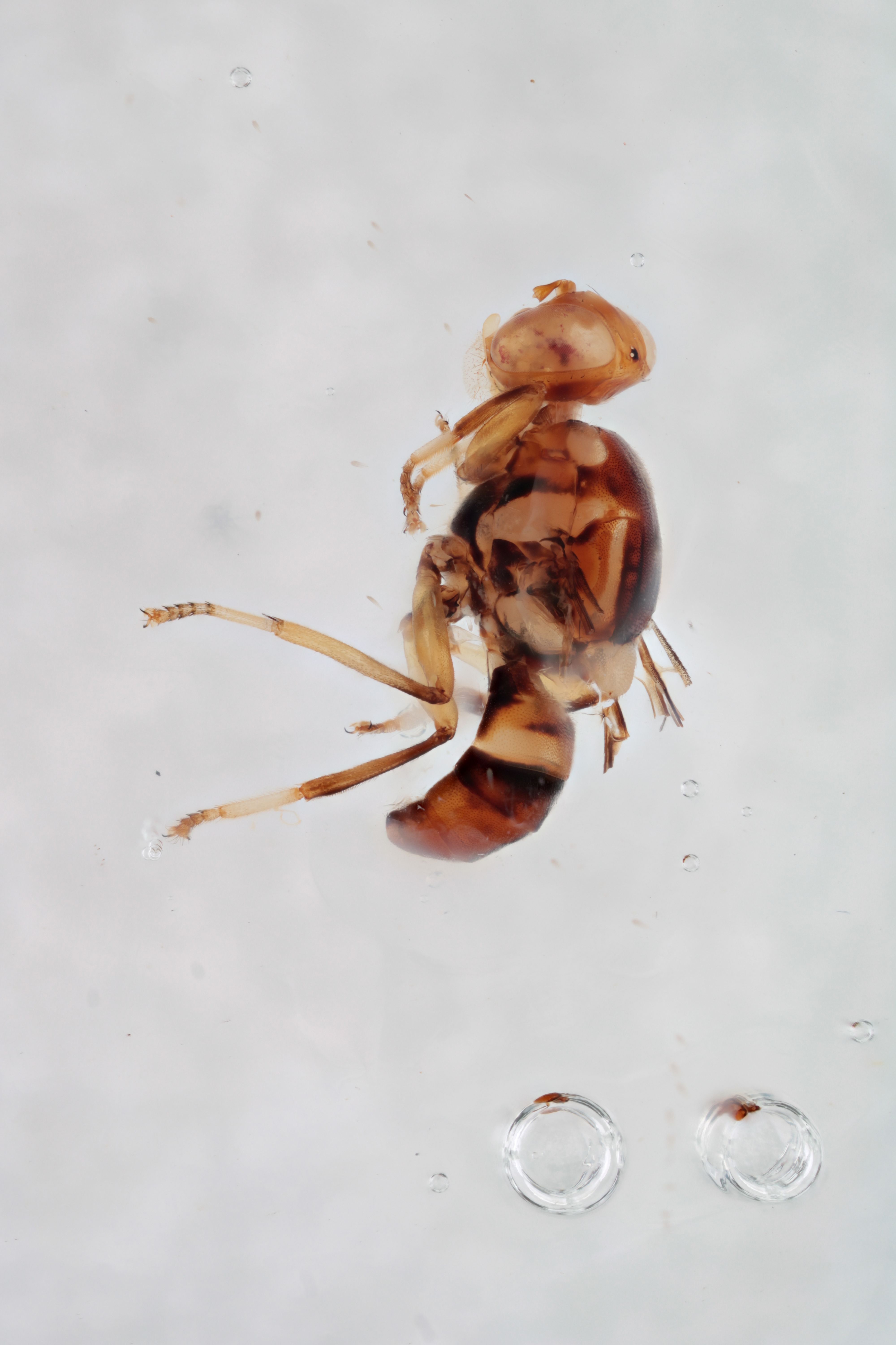 Image of a fruit fly