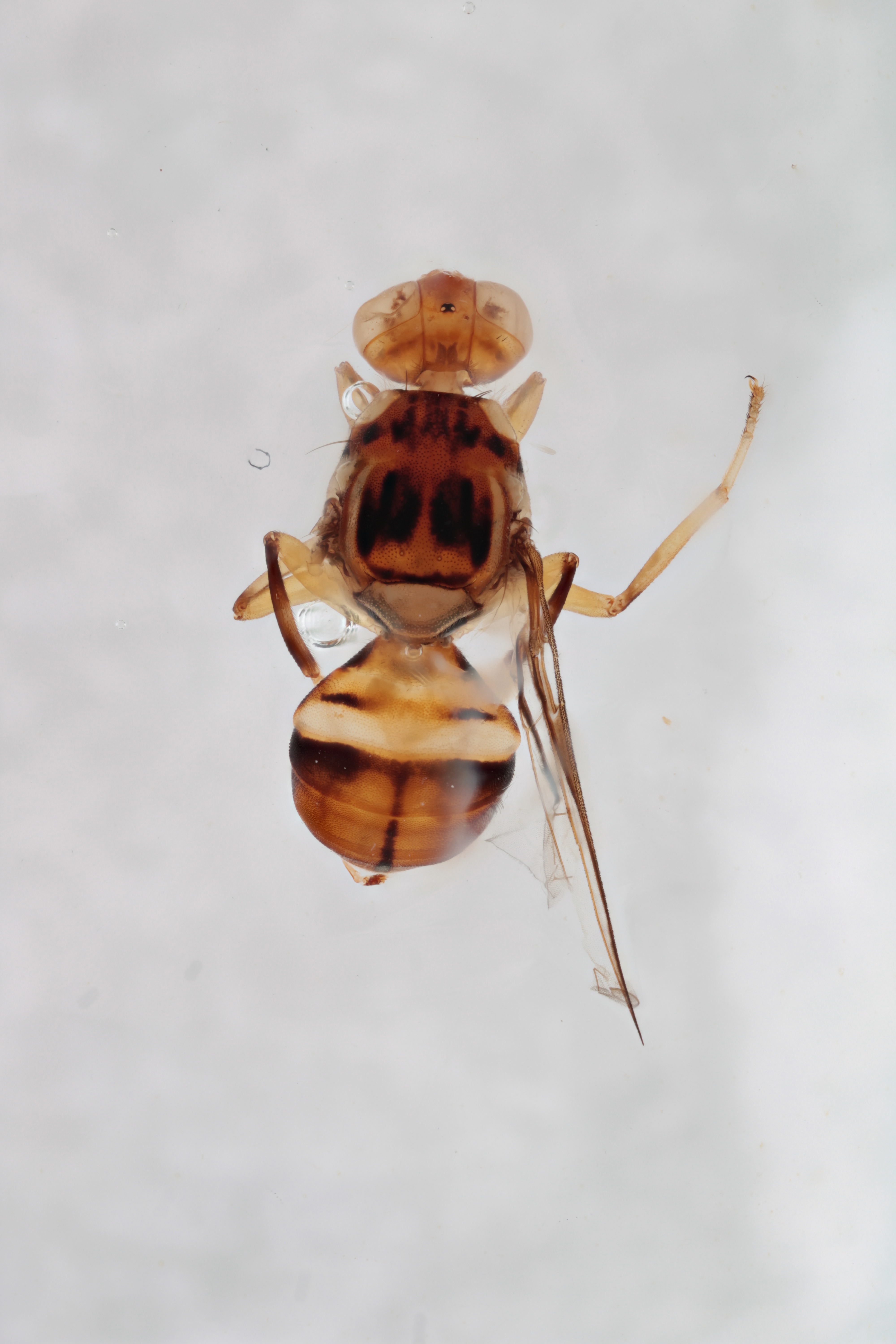 Image of a fruit fly