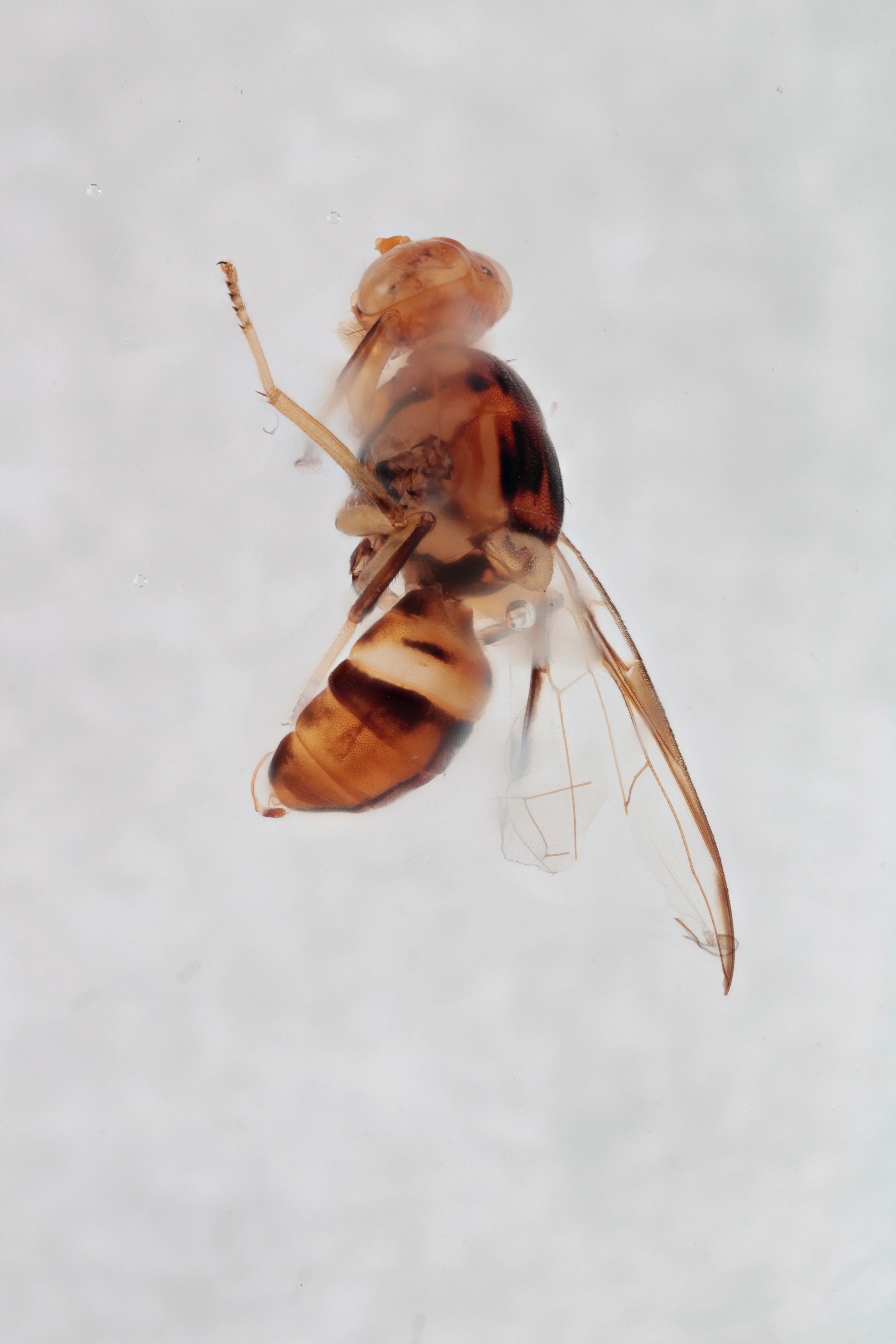 Image of a fruit fly