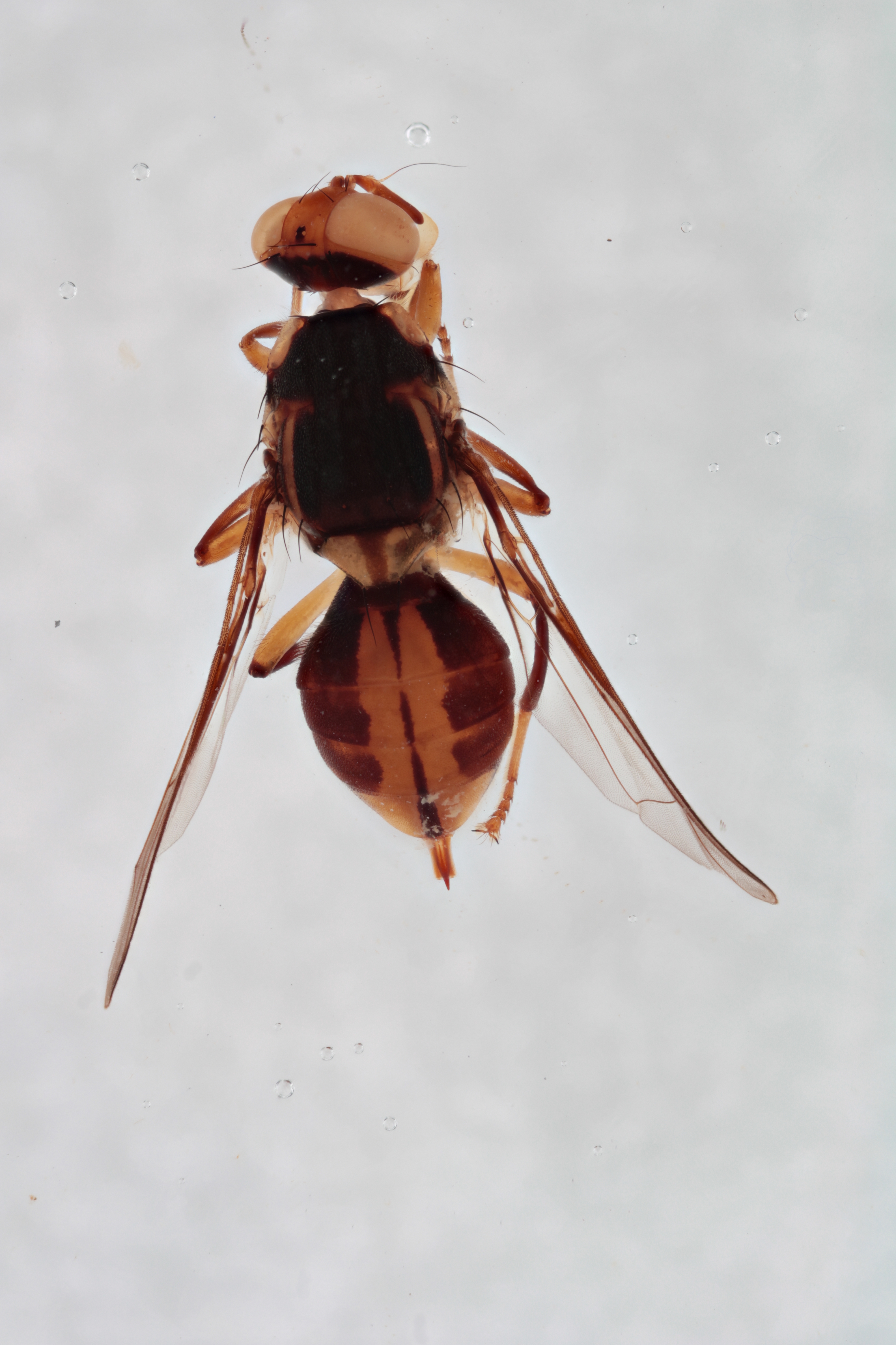 Image of a fruit fly