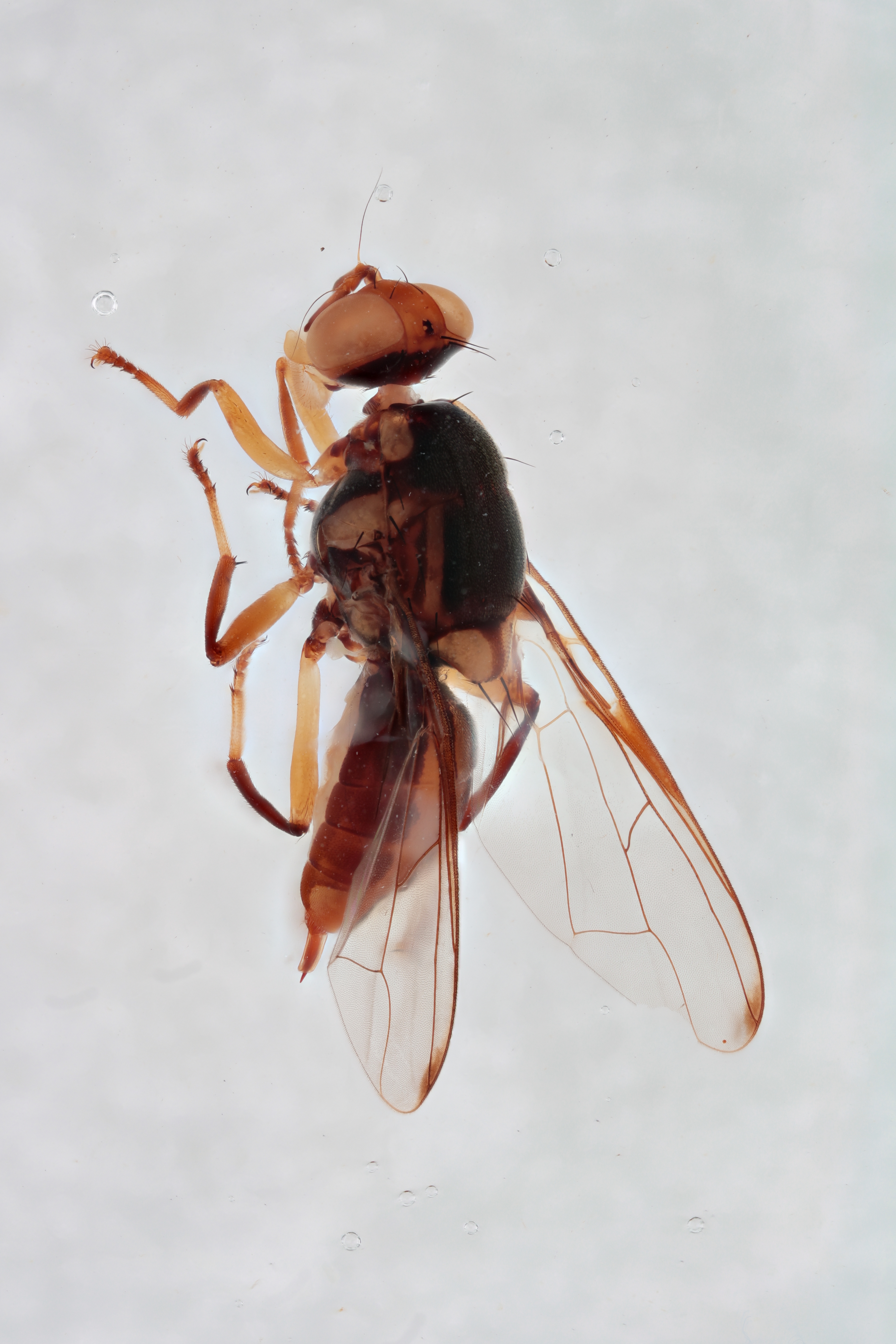 Image of a fruit fly