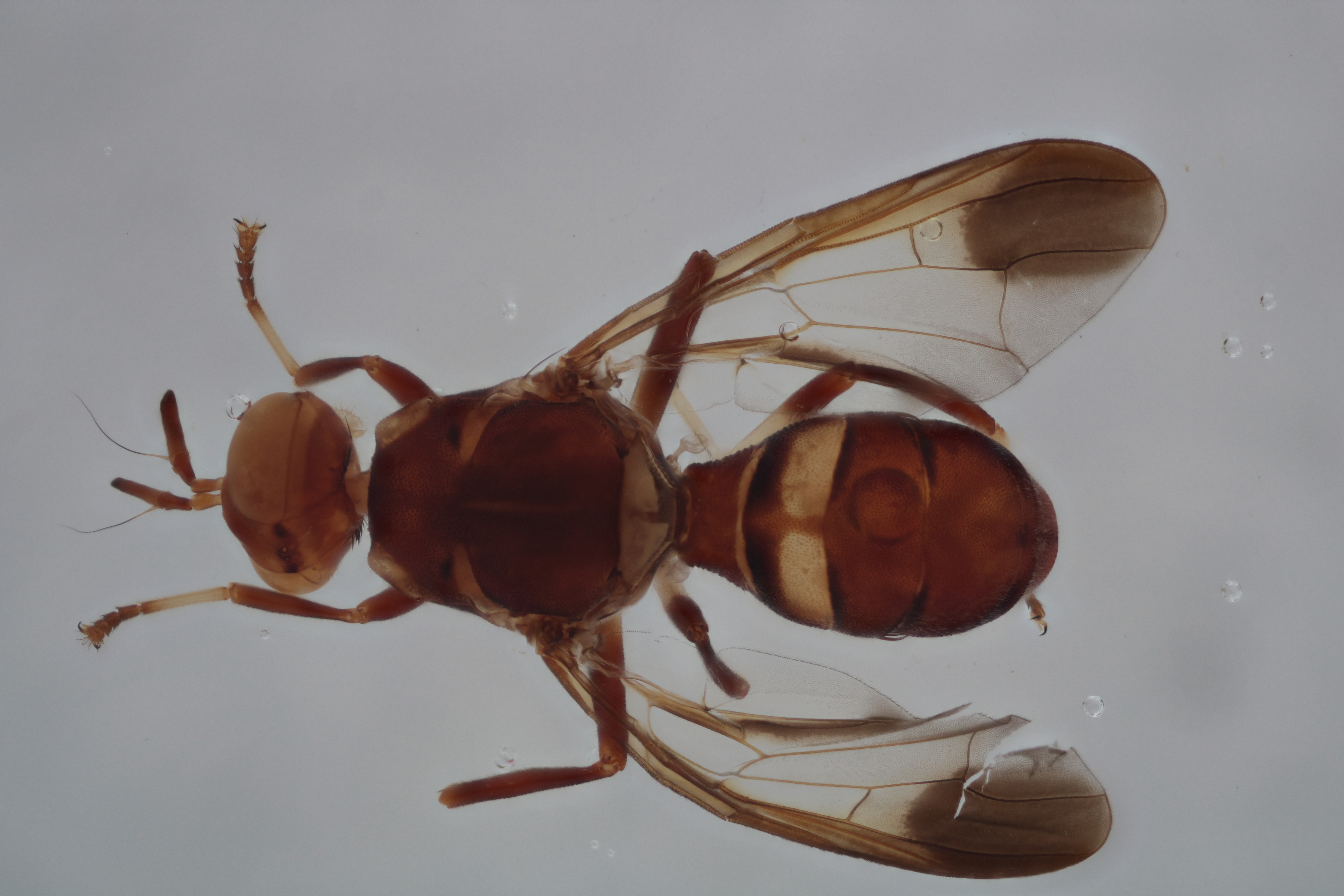 Image of a fruit fly