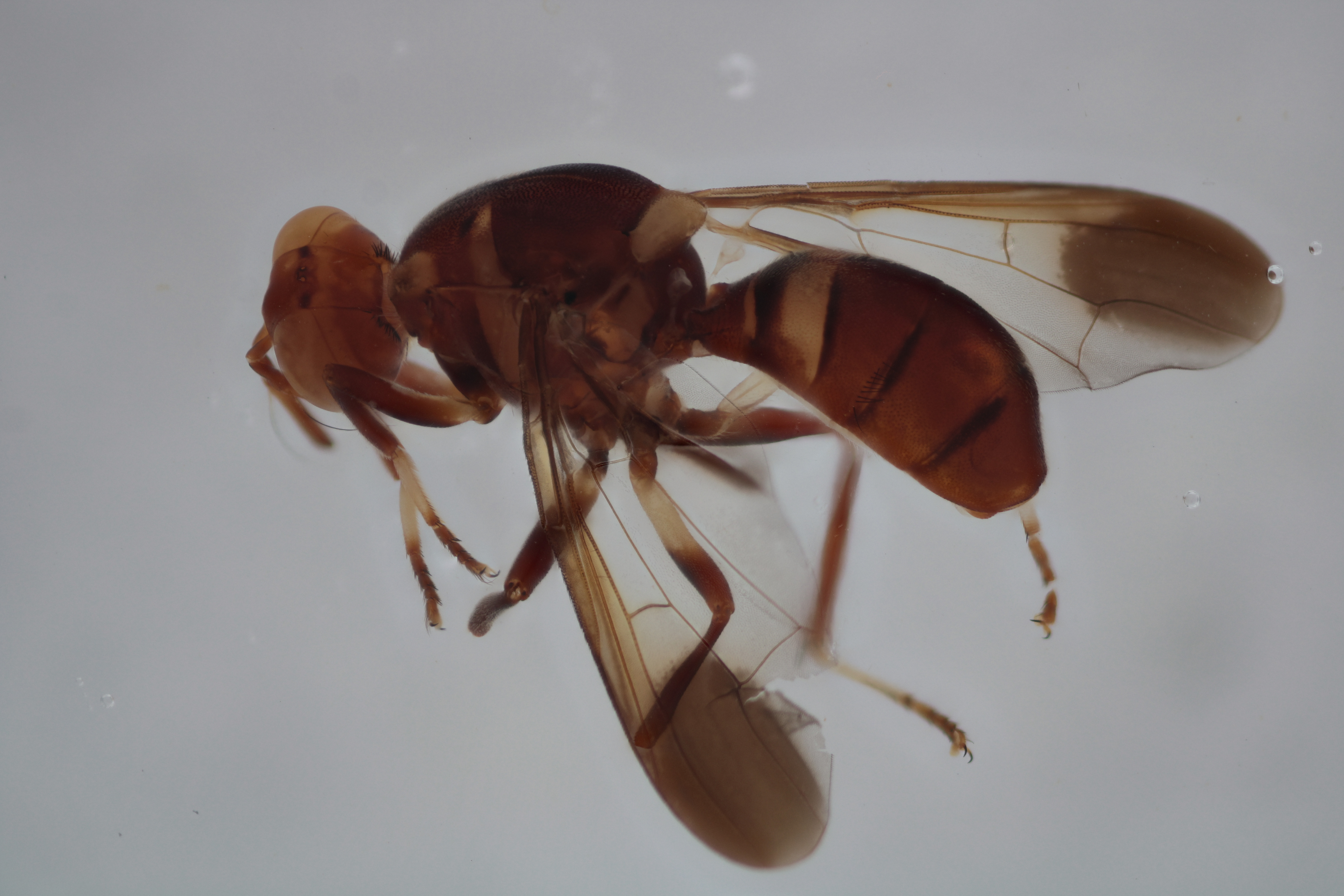 Image of a fruit fly