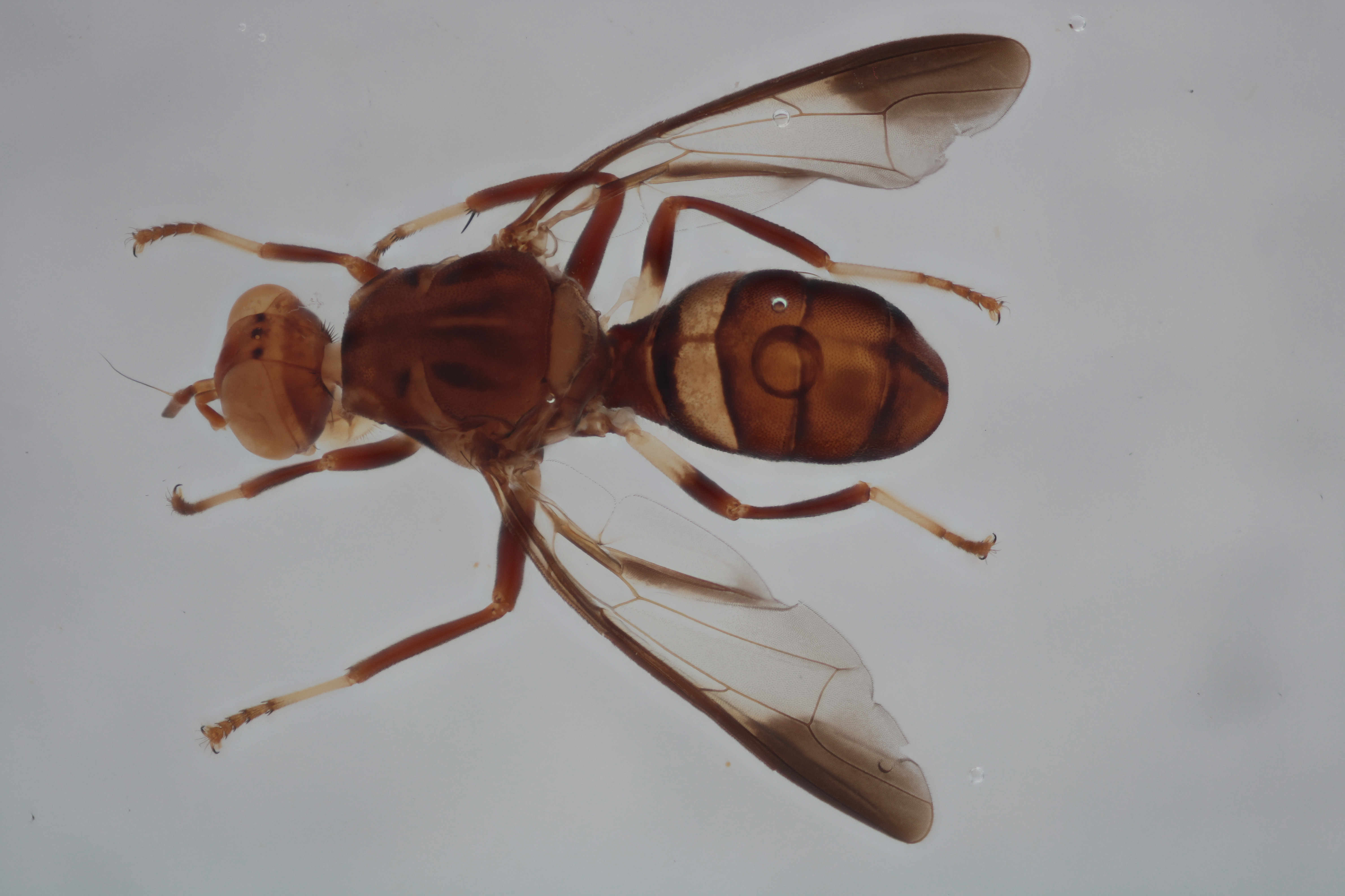 Image of a fruit fly