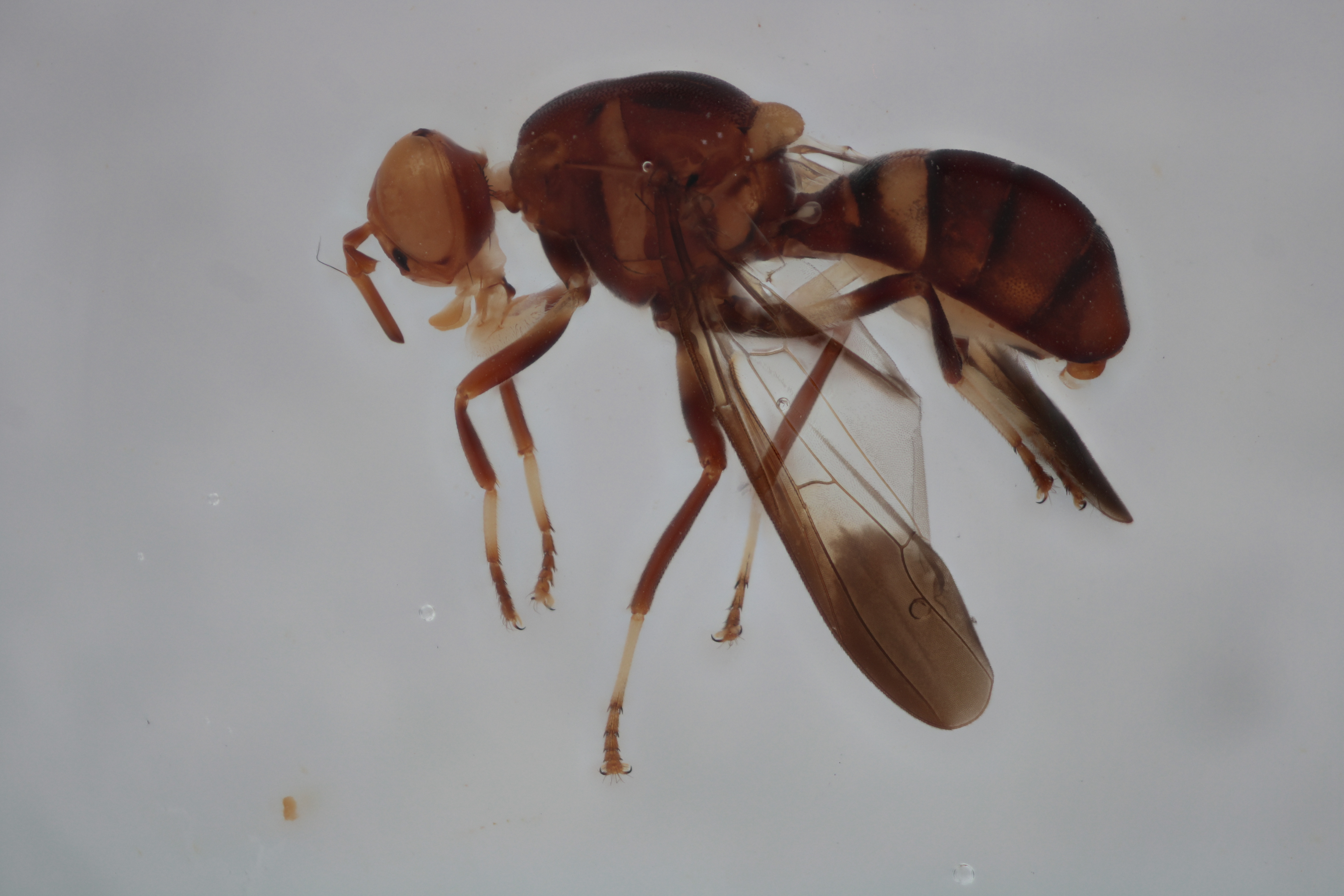 Image of a fruit fly