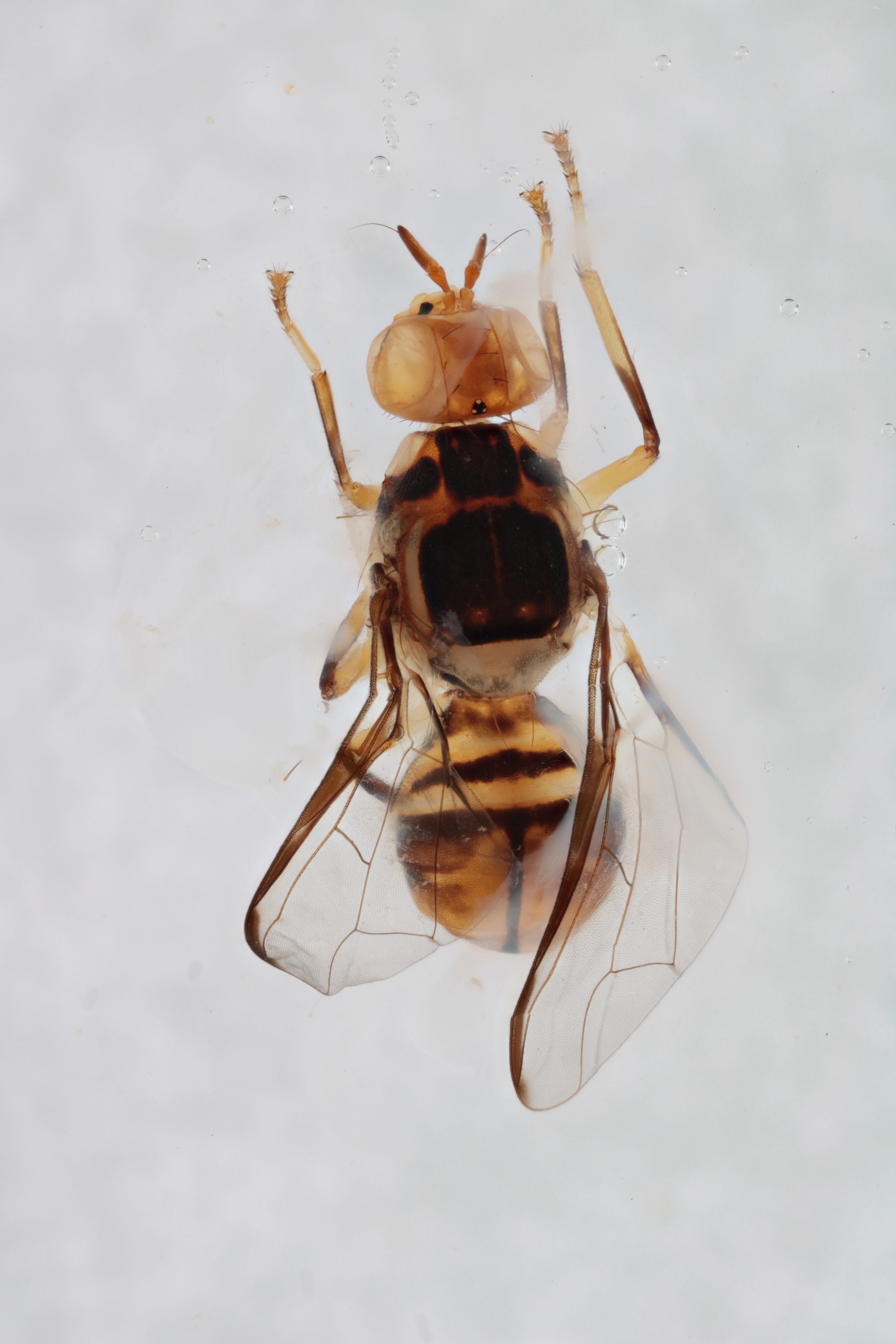 Image of a fruit fly