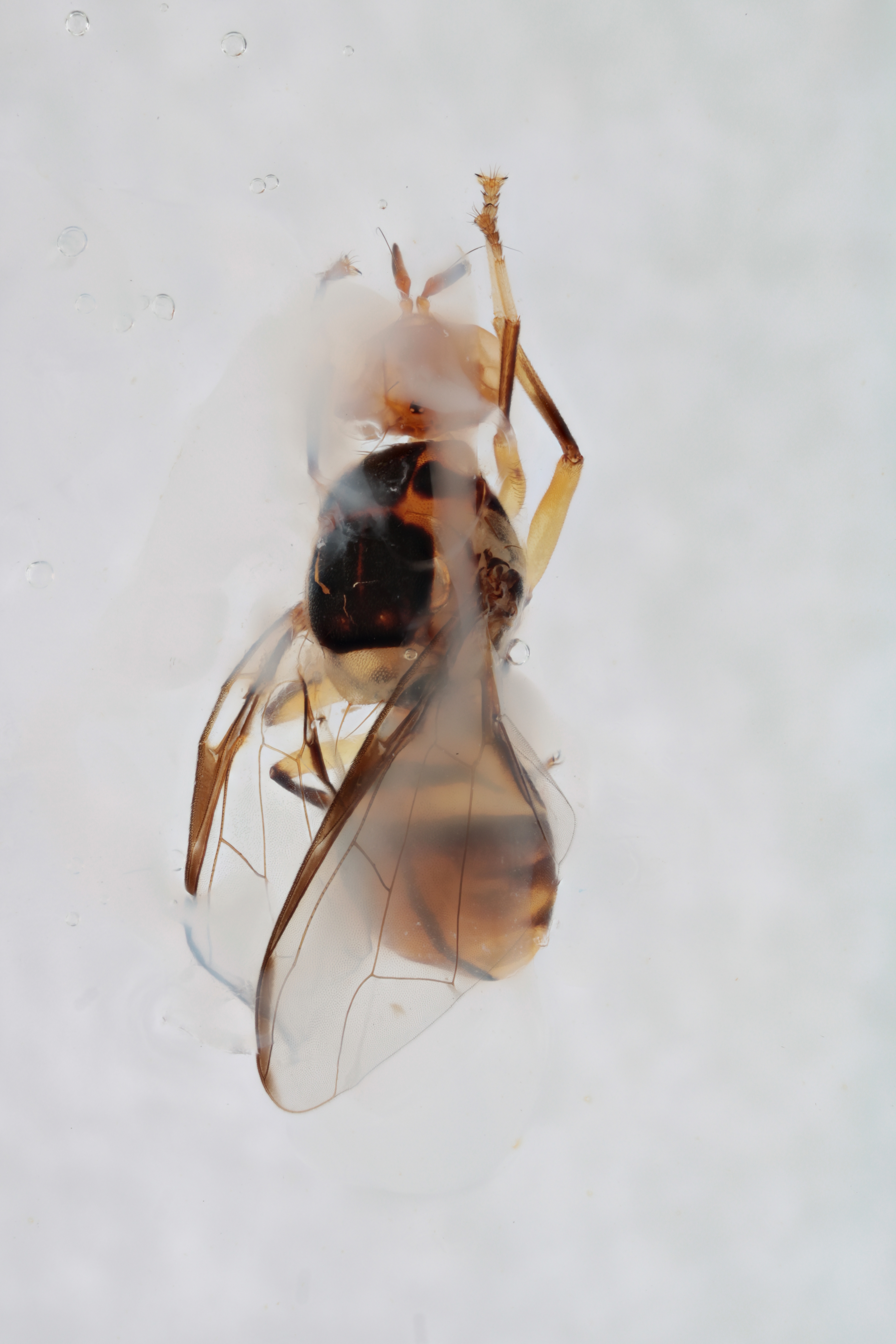 Image of a fruit fly