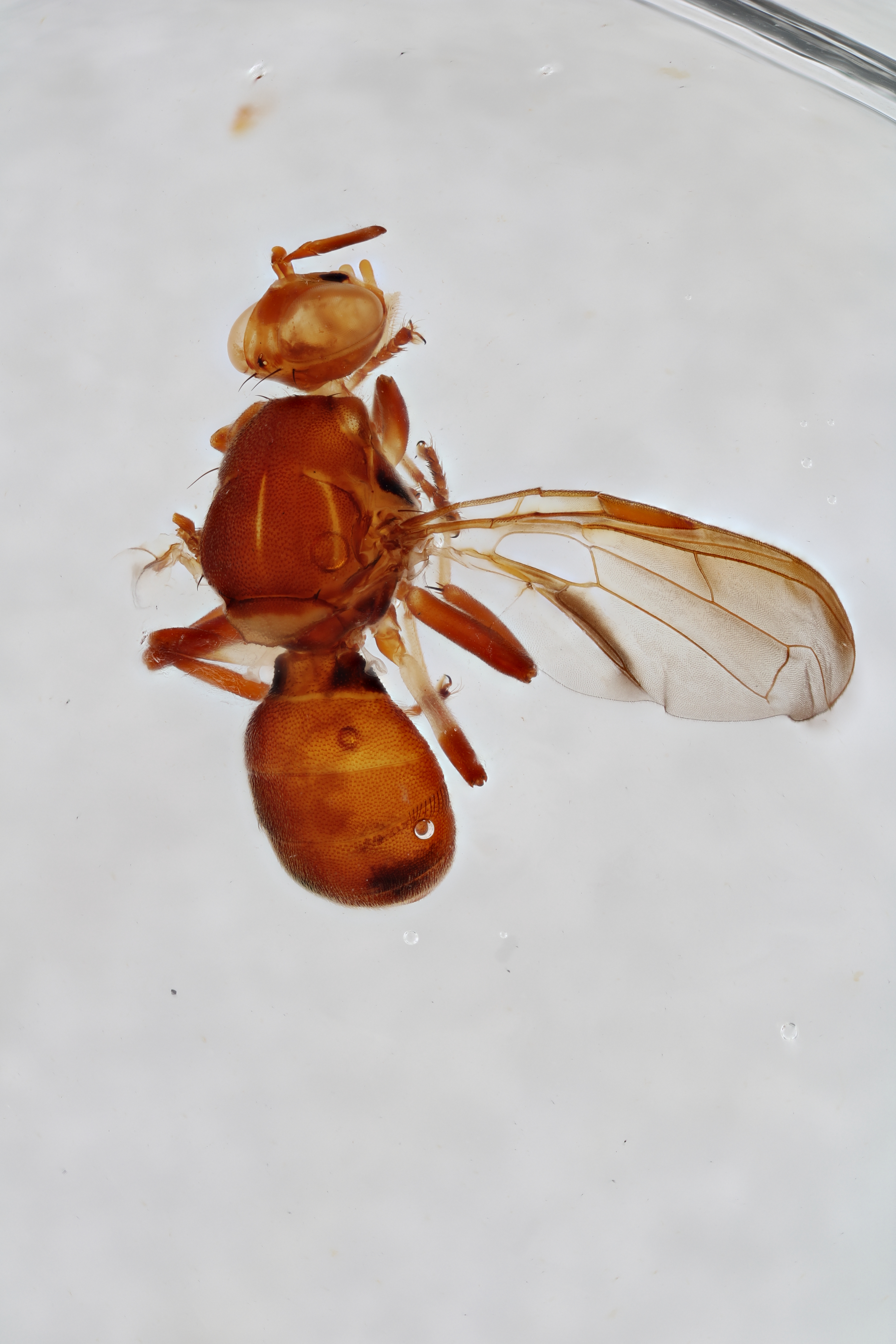 Image of a fruit fly