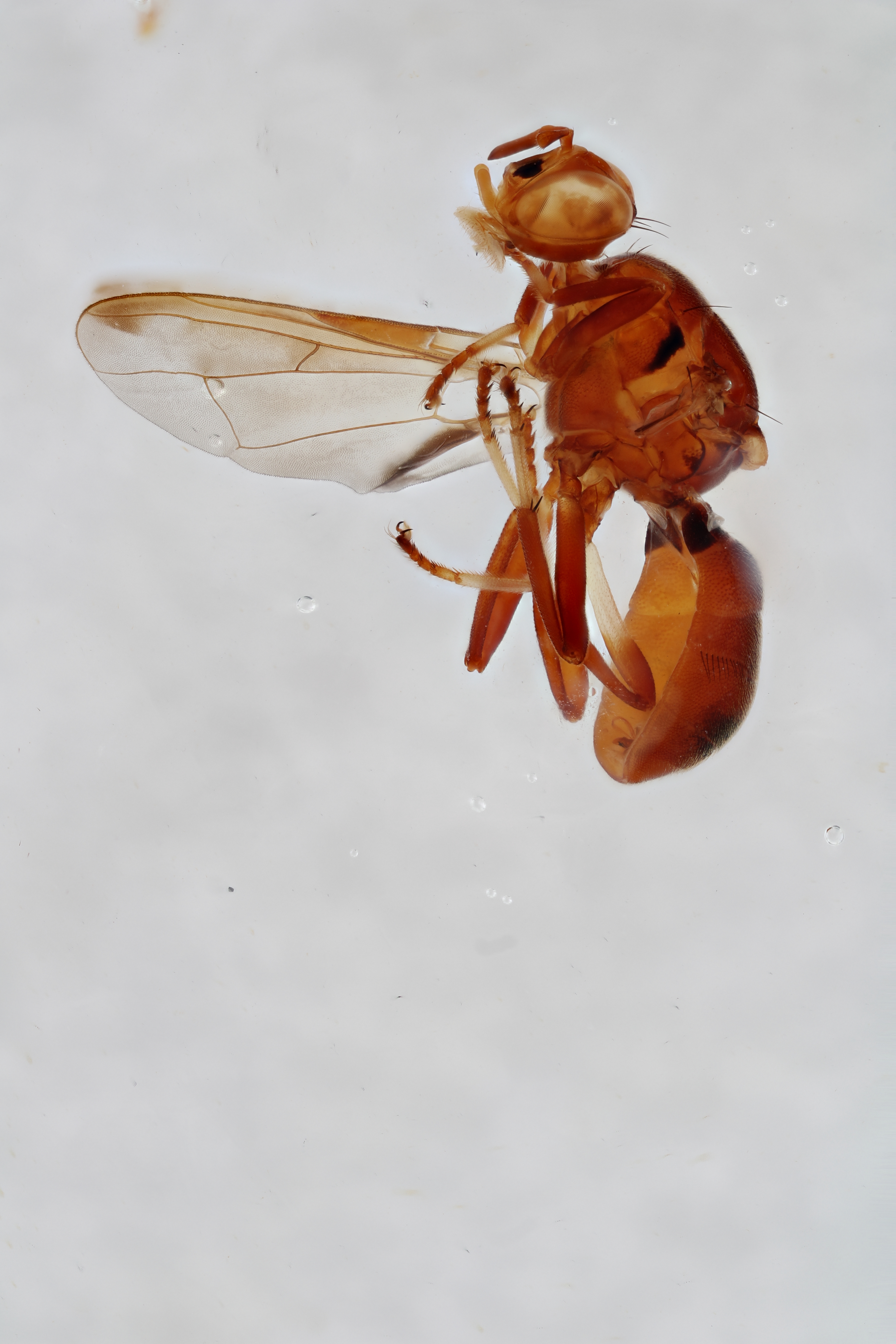 Image of a fruit fly